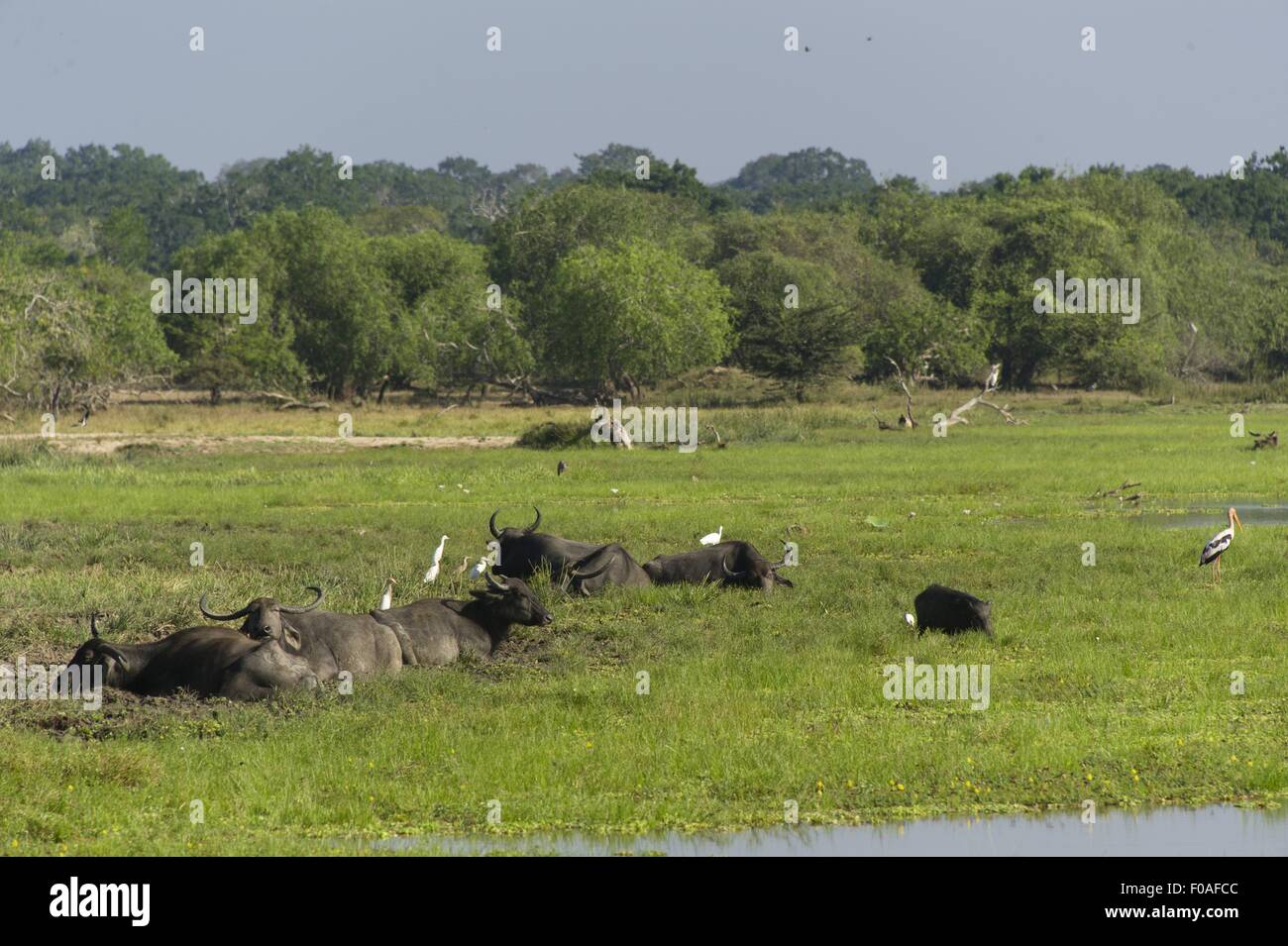 Büffel im Yala Nationalpark in Sri Lanka Stockfotografie Alamy