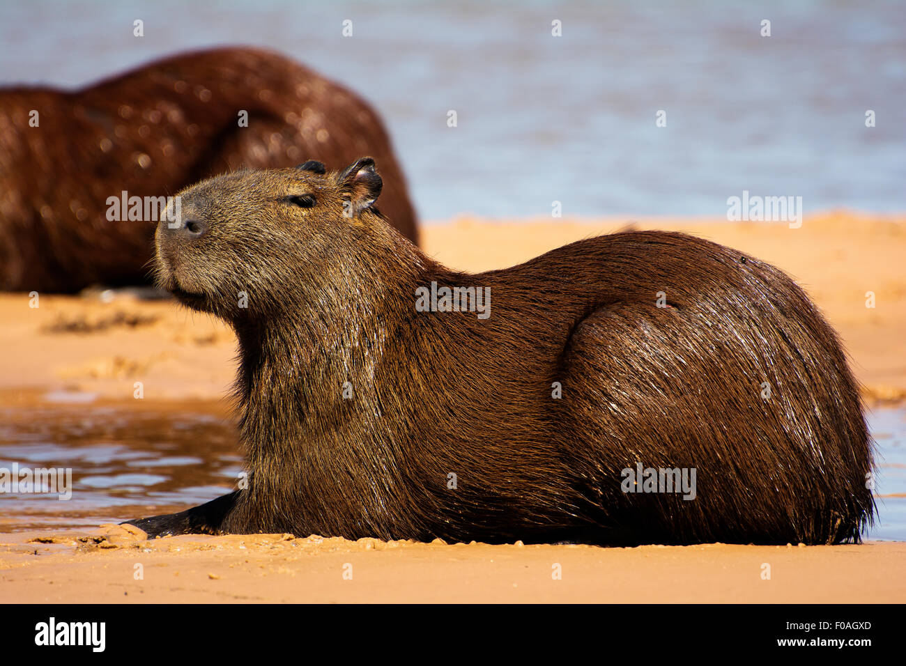 Capybara liegt am Ufer des Flusses Três Irmãos im Pantanal von Mato Grosso. Stockfoto