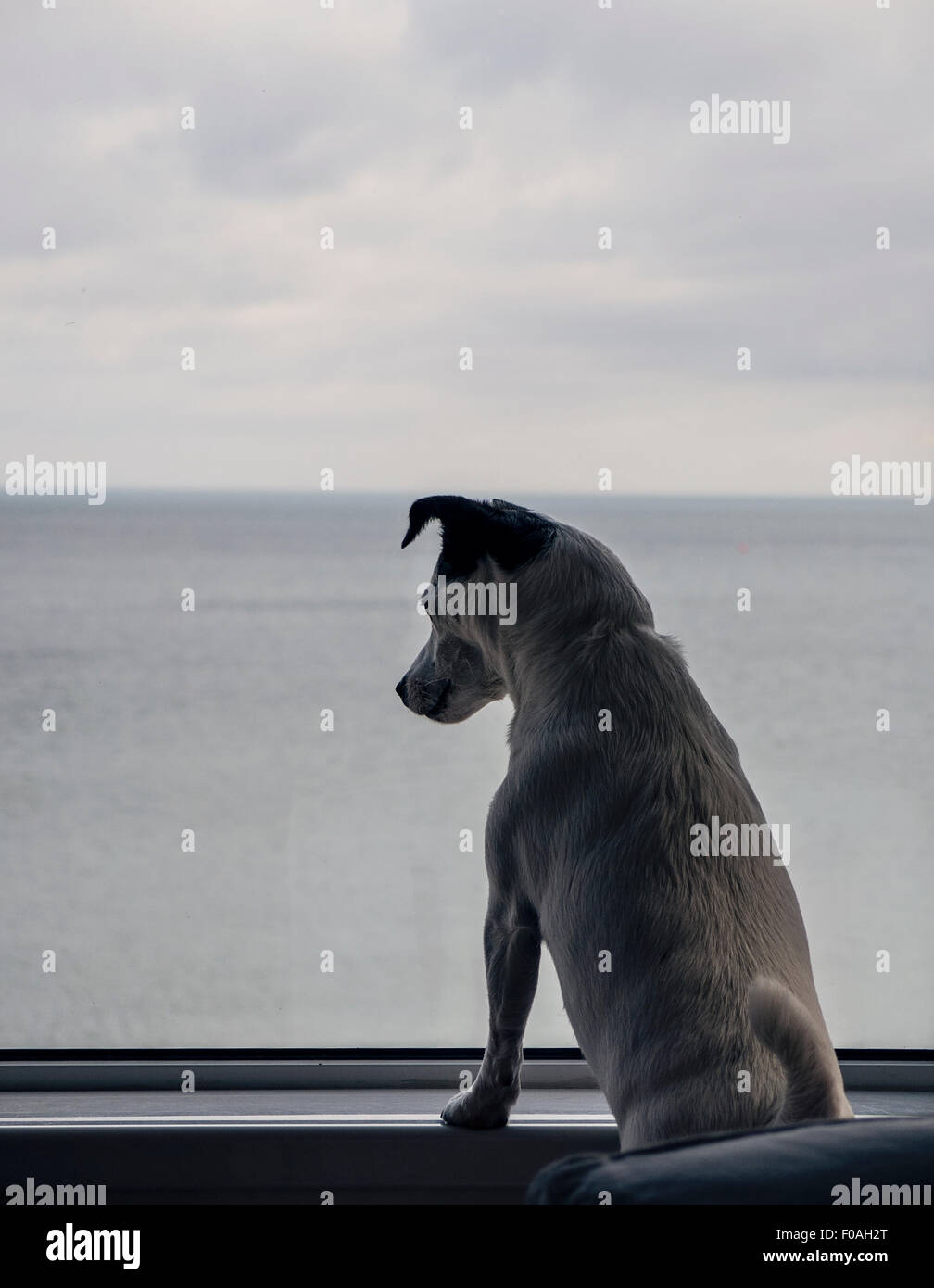 Haustier Hund Jack Russel Blick aus Fenster Haus am Meer Stockfoto