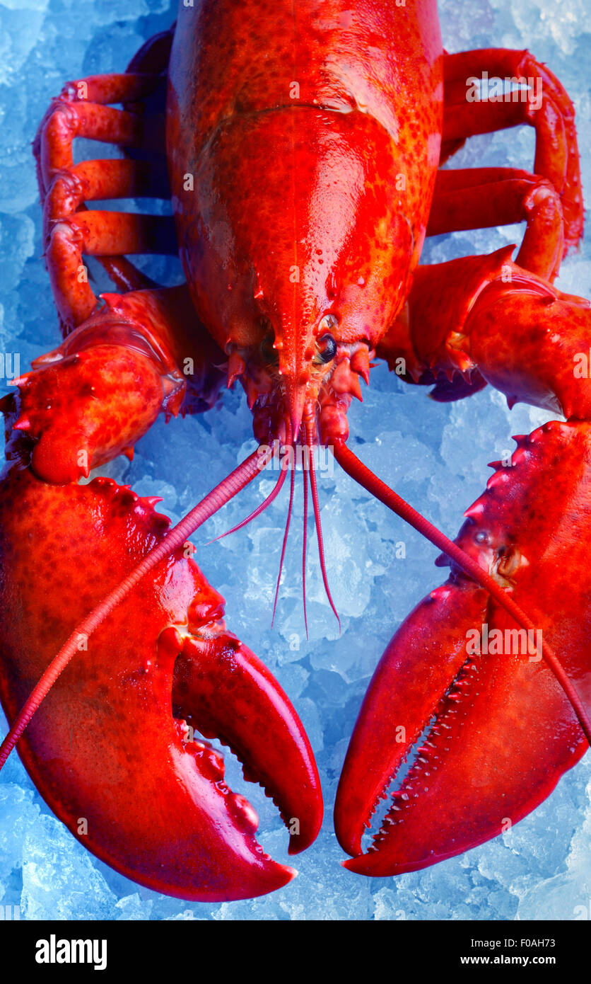 Ganz rote Hummer auf Eis Stockfoto