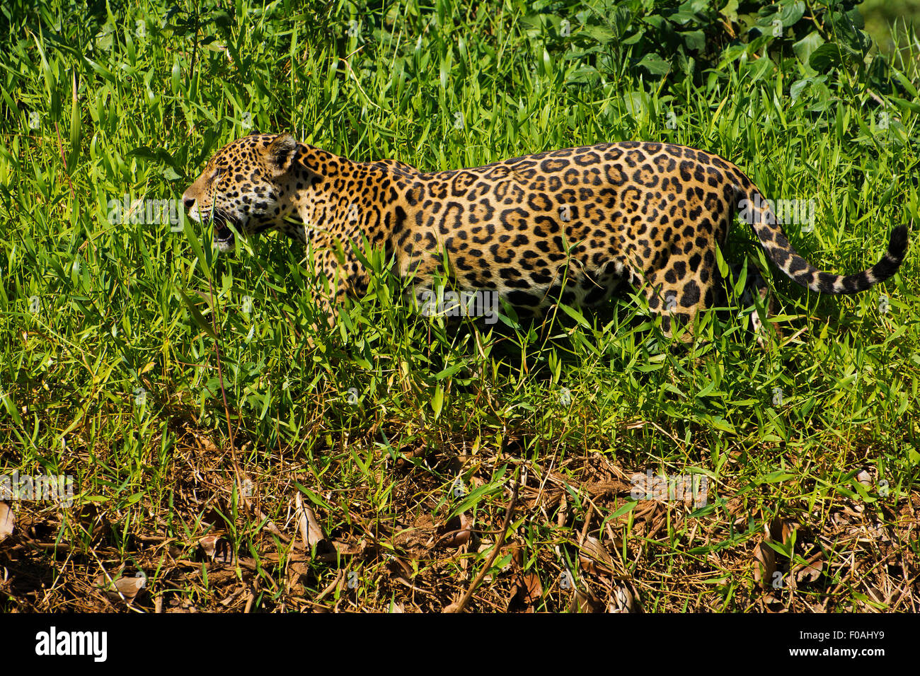 Jaguar (Panthera onca) die Region wird Pantanal genannt, wenn man am Ufer des Flusses Três Irmãos im Landgut Mato Grosso spazieren geht. Stockfoto