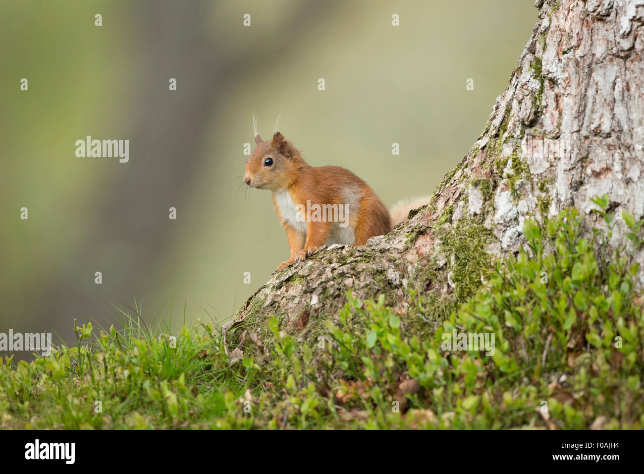 Eichhörnchen sitzend auf einer Kiefer. Stockfoto