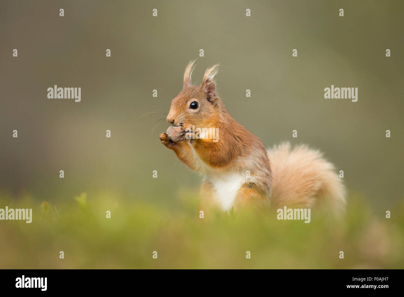 Porträt eines roten Eichhörnchens stopfte in einer Haselnuss. Stockfoto