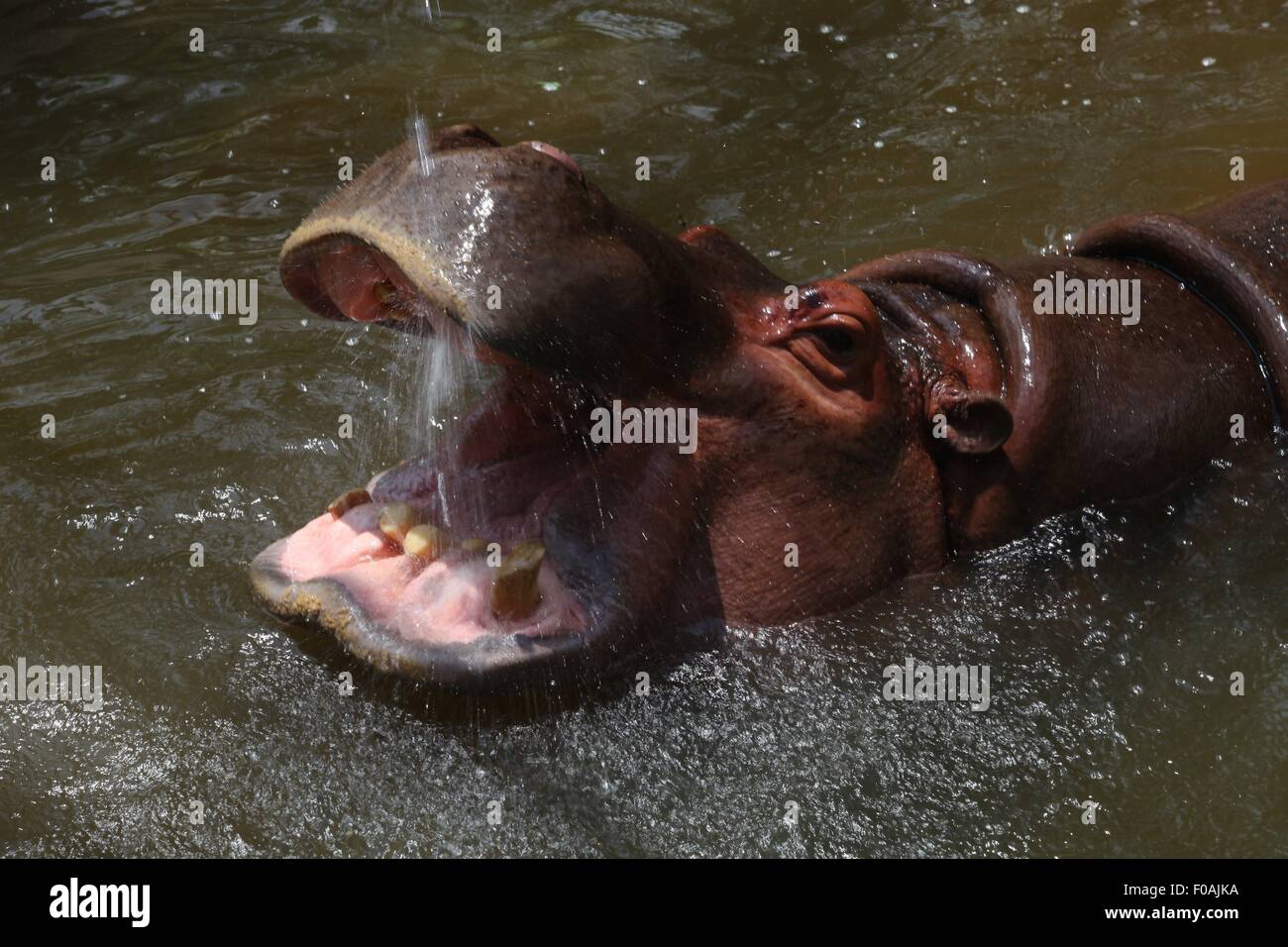 Kathmandu. 11. August 2015. Foto aufgenommen am 11. August 2015 zeigt ein Nilpferd spielen mit Wasser in einem Teich unter Hitze in einem Zoo in Kathmandu, Nepal. Die Temperaturerfassung in Kathmandu ein Maximum von 32,2 Grad Celsius am Montag die in fünf Jahren am höchsten war. © Sunil Sharma/Xinhua/Alamy Live-Nachrichten Stockfoto