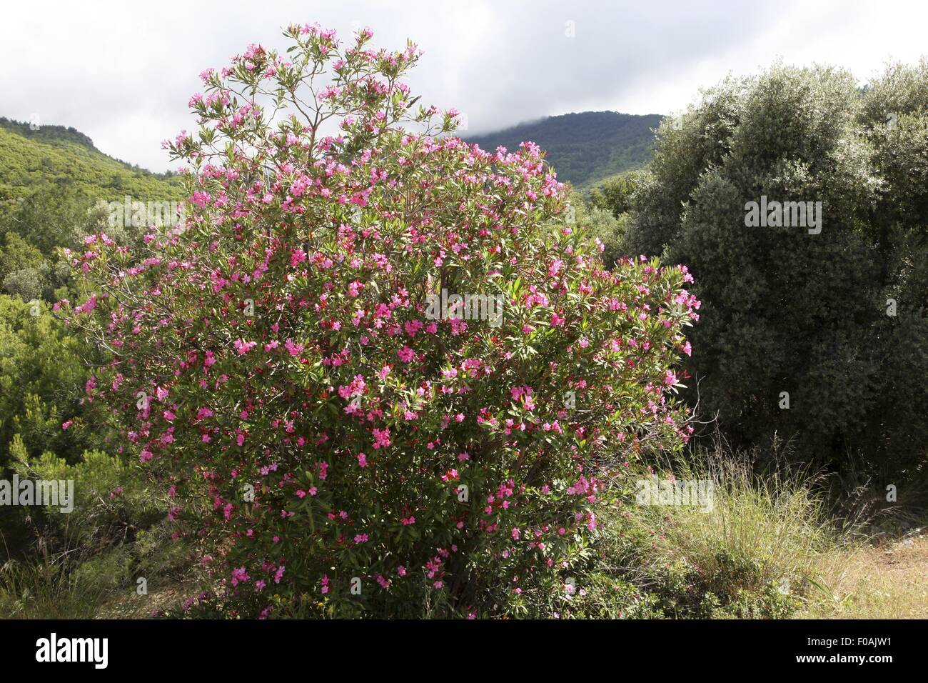 Blick auf Landschaft in Dilek Peninsula National Park, Türkei Stockfoto