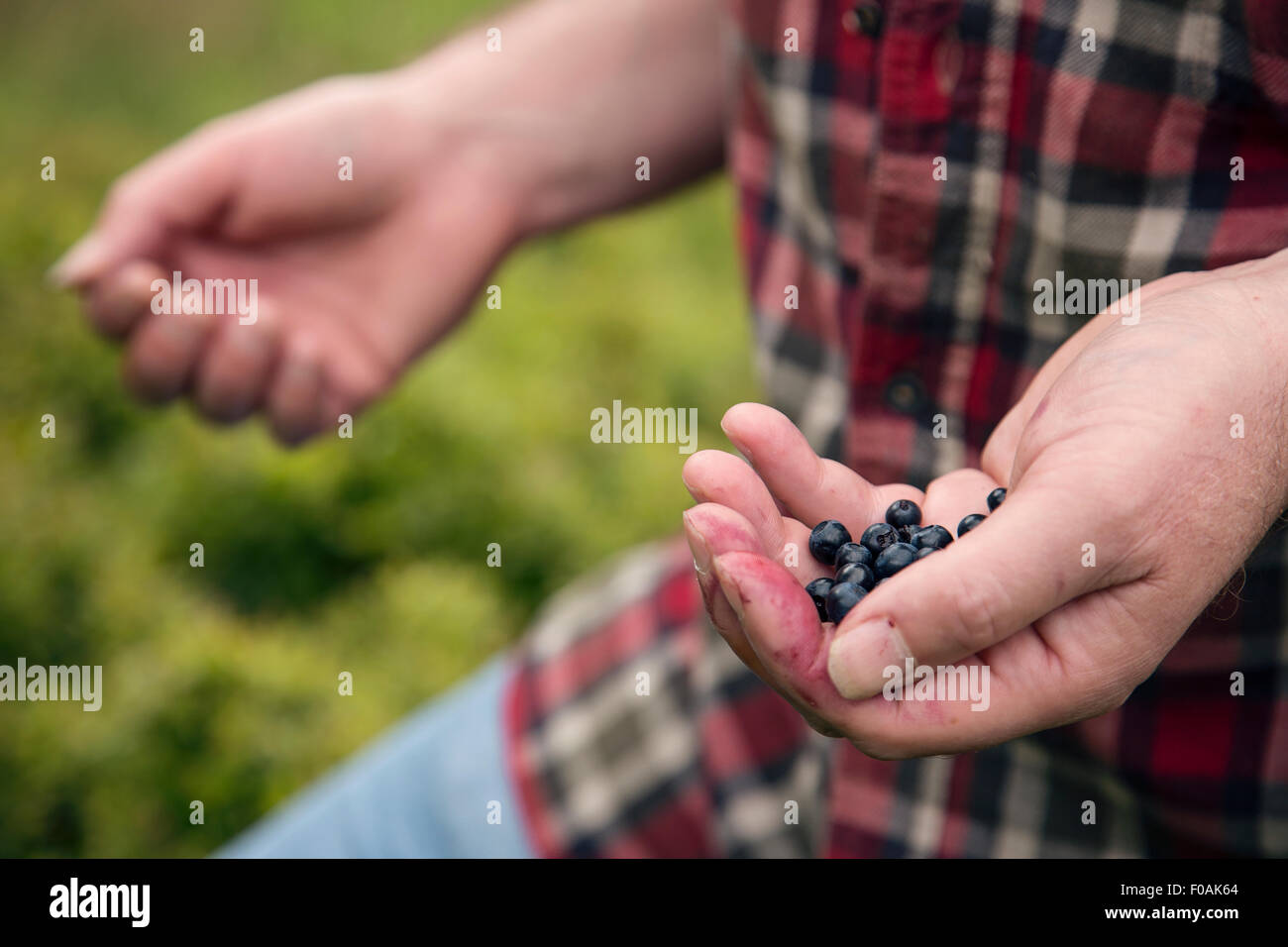 Männliche Heidelbeere picker Stockfoto