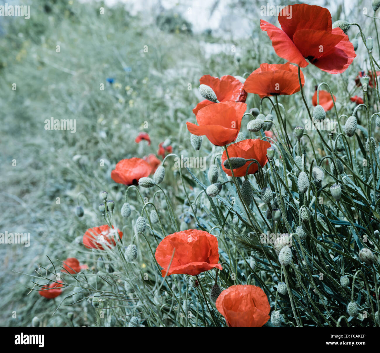 Bereich der leuchtend roten Klatschmohn Blumen im Sommer Stockfoto