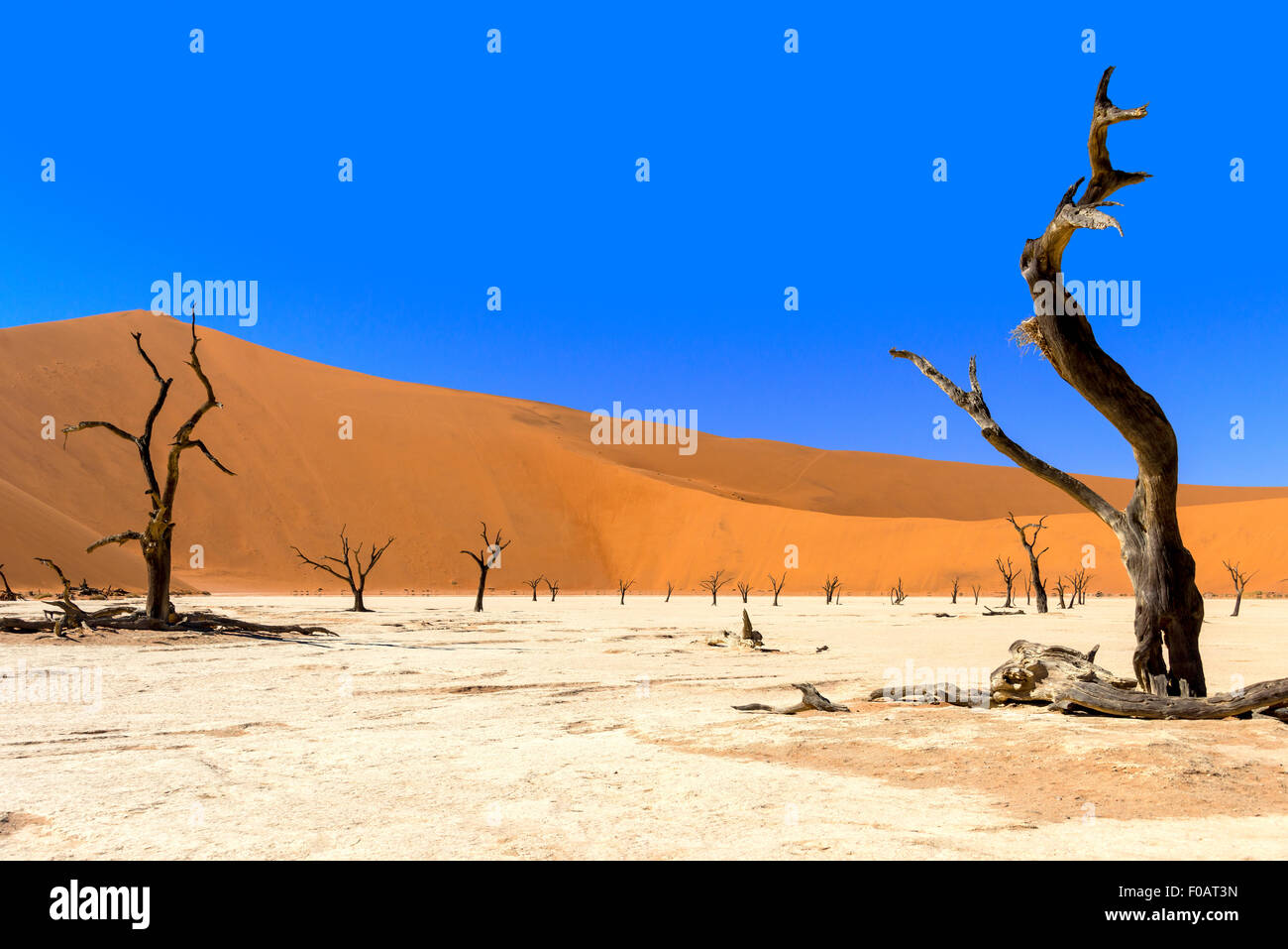 Die Toten Viei (DeadVlei) Pfanne, Namib-Naukluft-Nationalpark, Sossusviei, Namib-Wüste, Hardap Region, Republik Namibia Stockfoto