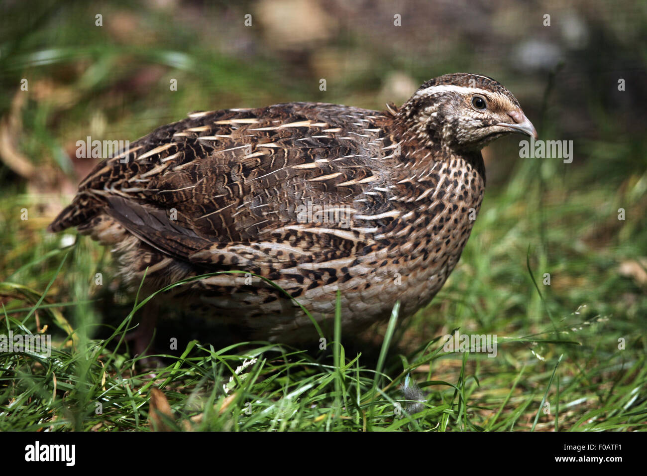 Japanische Wachteln (Coturnix Japonica) im Zoo von Chomutov in Chomutov, Nord-Böhmen, Tschechische Republik. Stockfoto