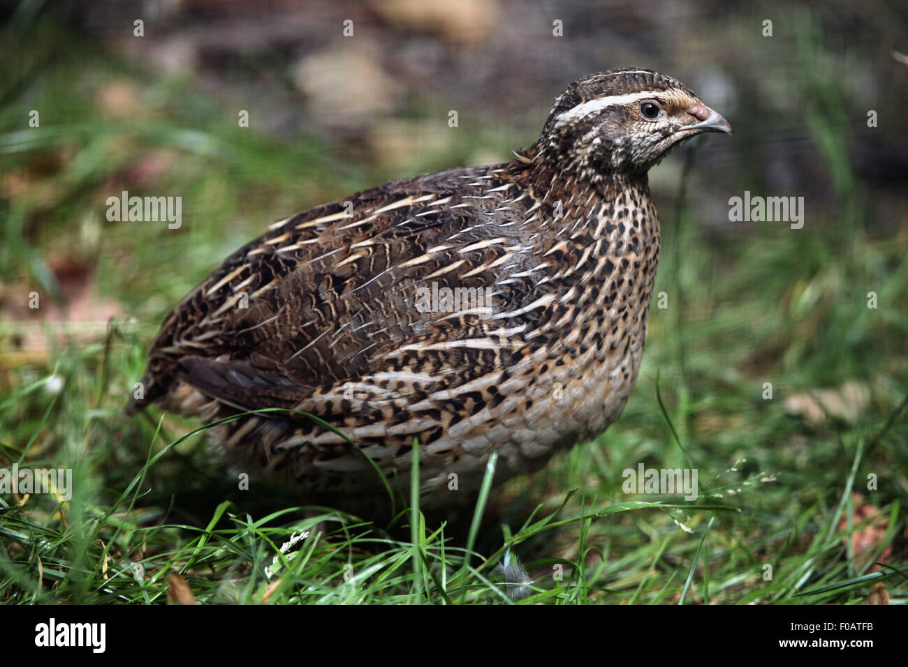 Japanische Wachteln (Coturnix Japonica) im Zoo von Chomutov in Chomutov, Nord-Böhmen, Tschechische Republik. Stockfoto