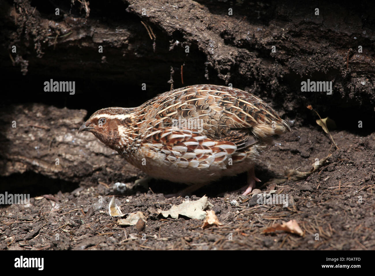 Japanische Wachteln (Coturnix Japonica) im Zoo von Chomutov in Chomutov, Nord-Böhmen, Tschechische Republik. Stockfoto
