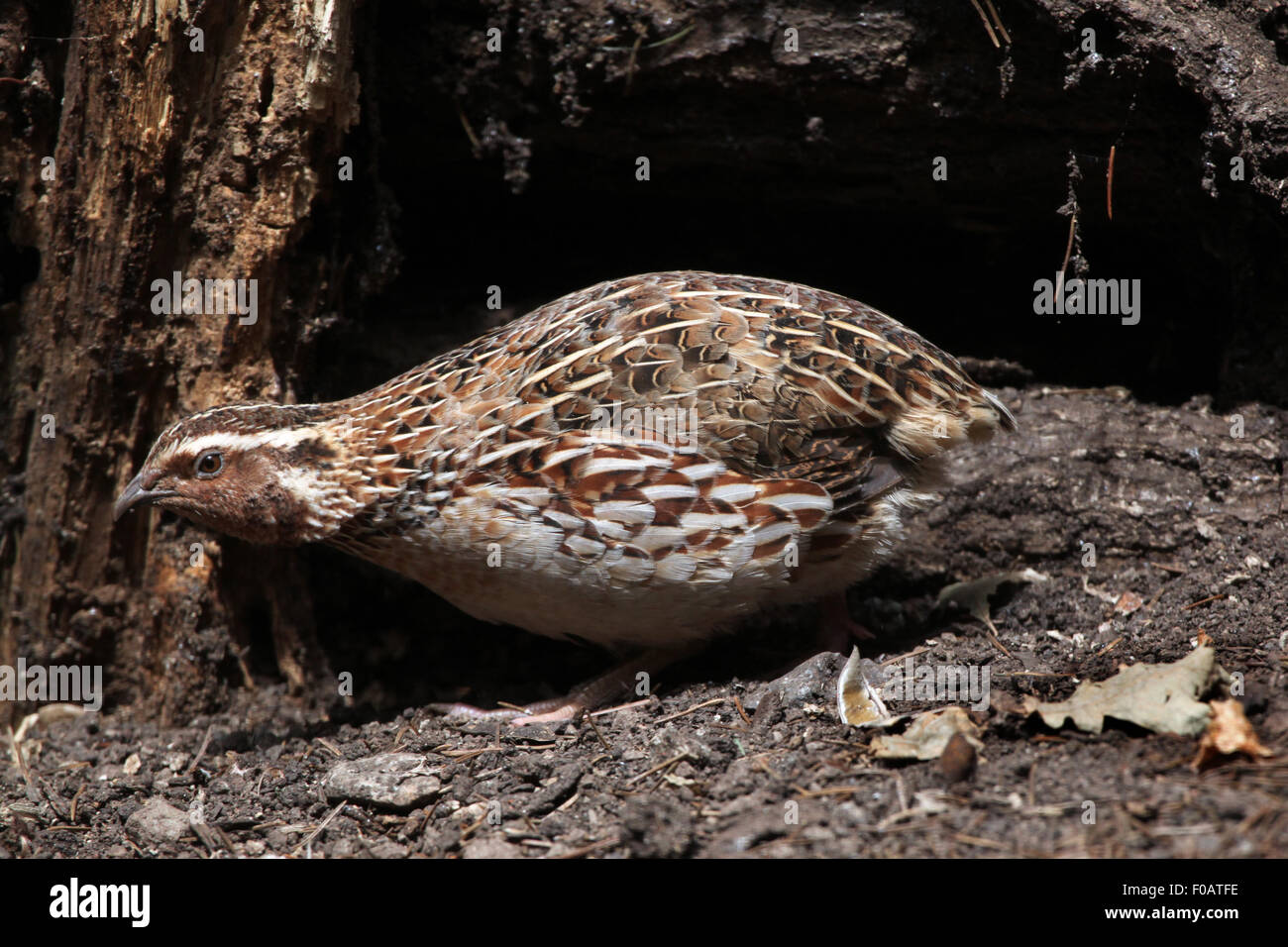 Japanische Wachteln (Coturnix Japonica) im Zoo von Chomutov in Chomutov, Nord-Böhmen, Tschechische Republik. Stockfoto