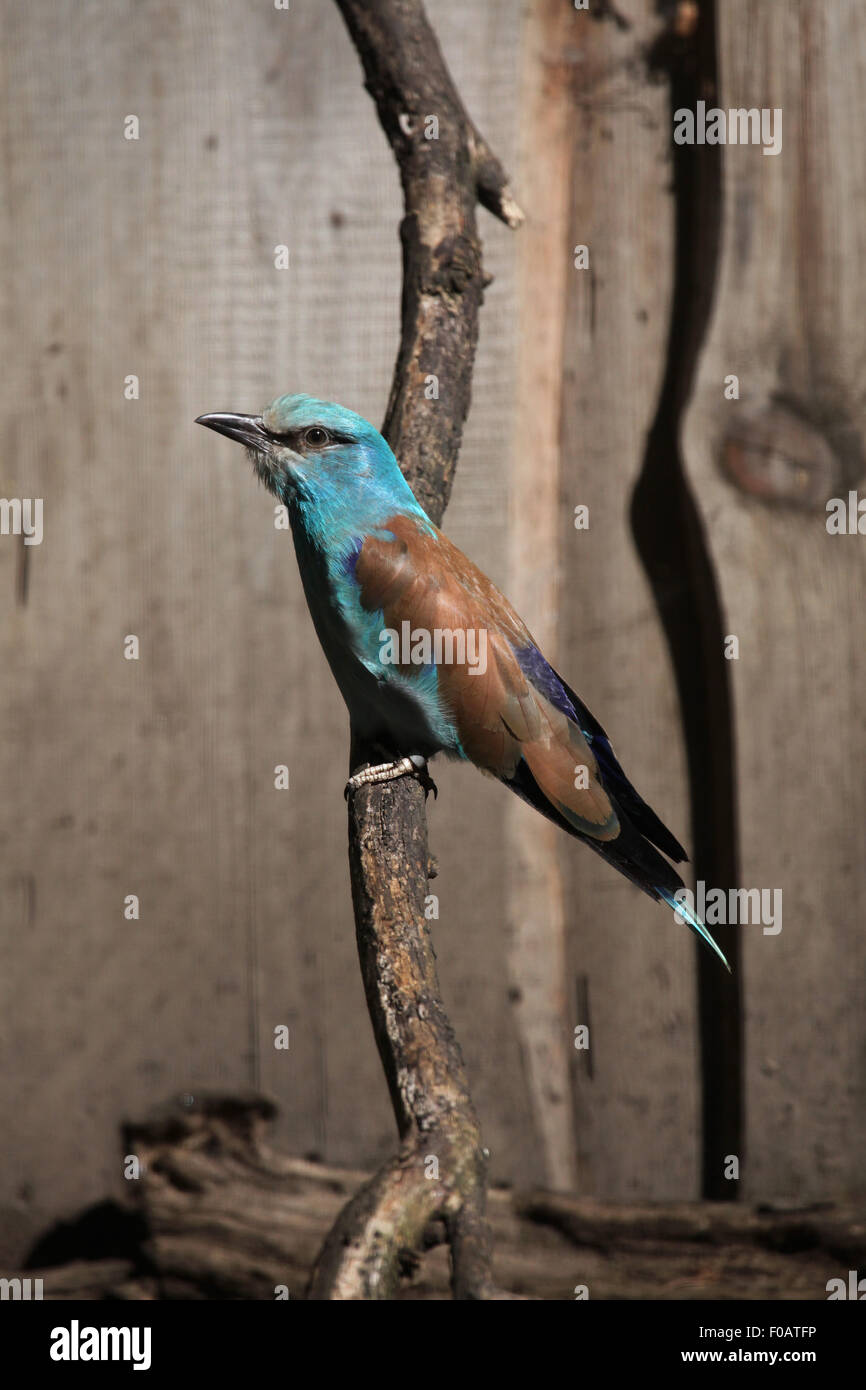 Blauracke (Coracias Garrulus) im Zoo von Chomutov in Chomutov, Nord-Böhmen, Tschechische Republik. Stockfoto