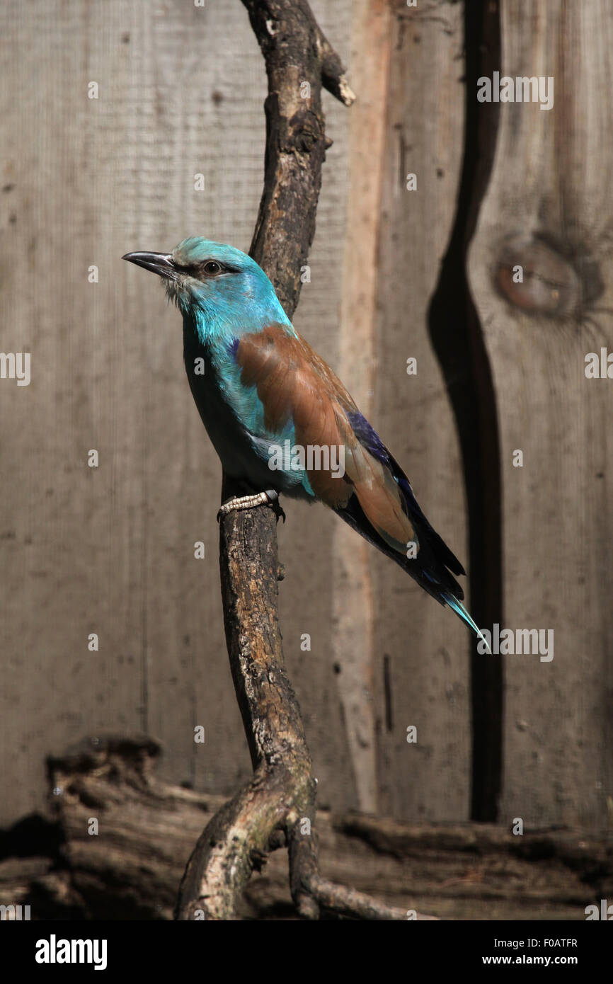 Blauracke (Coracias Garrulus) im Zoo von Chomutov in Chomutov, Nord-Böhmen, Tschechische Republik. Stockfoto