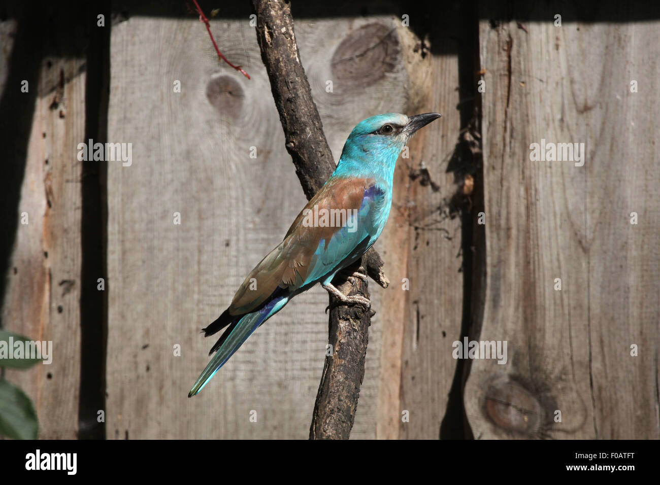 Blauracke (Coracias Garrulus) im Zoo von Chomutov in Chomutov, Nord-Böhmen, Tschechische Republik. Stockfoto