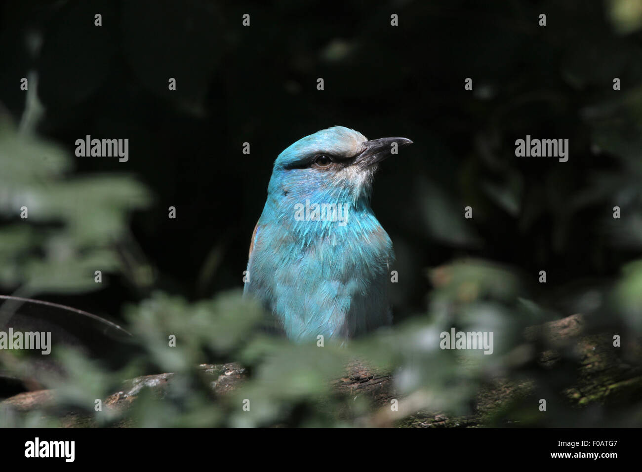 Blauracke (Coracias Garrulus) im Zoo von Chomutov in Chomutov, Nord-Böhmen, Tschechische Republik. Stockfoto