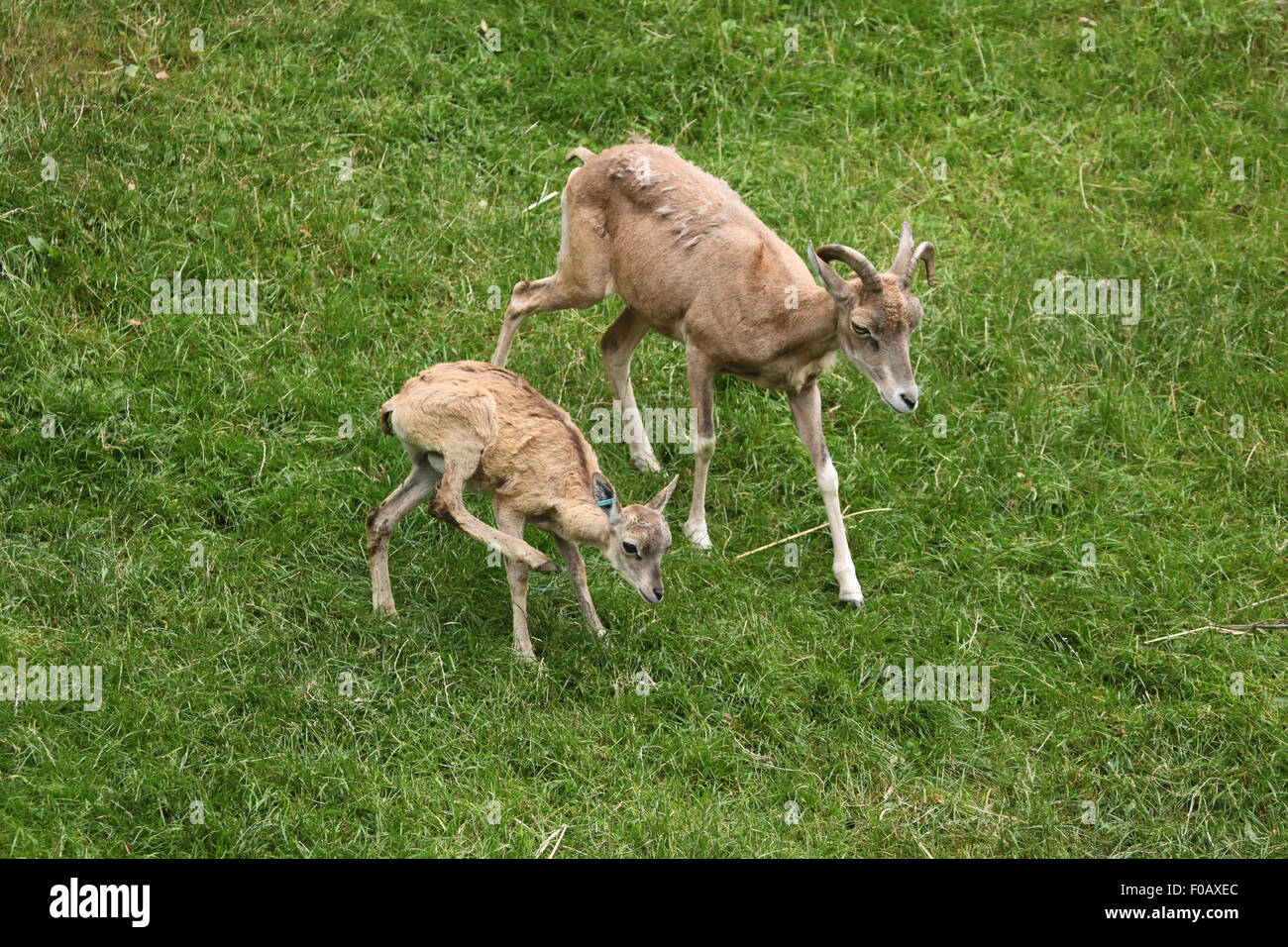 Transcaspian Urial (Ovis Orientalis arkal) im Zoo von Chomutov in Chomutov, Nord-Böhmen, Tschechische Republik. Stockfoto