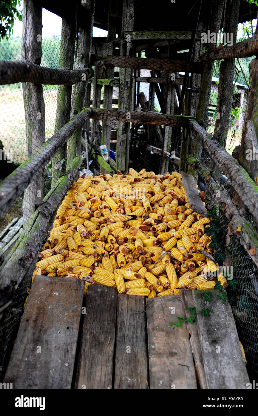 Alter Mais auf den Maiskolben trocknet auf dem Bauernhof in Frayssinet-le-Gelat im französischen Lot-Regionaldepartement aus Stockfoto