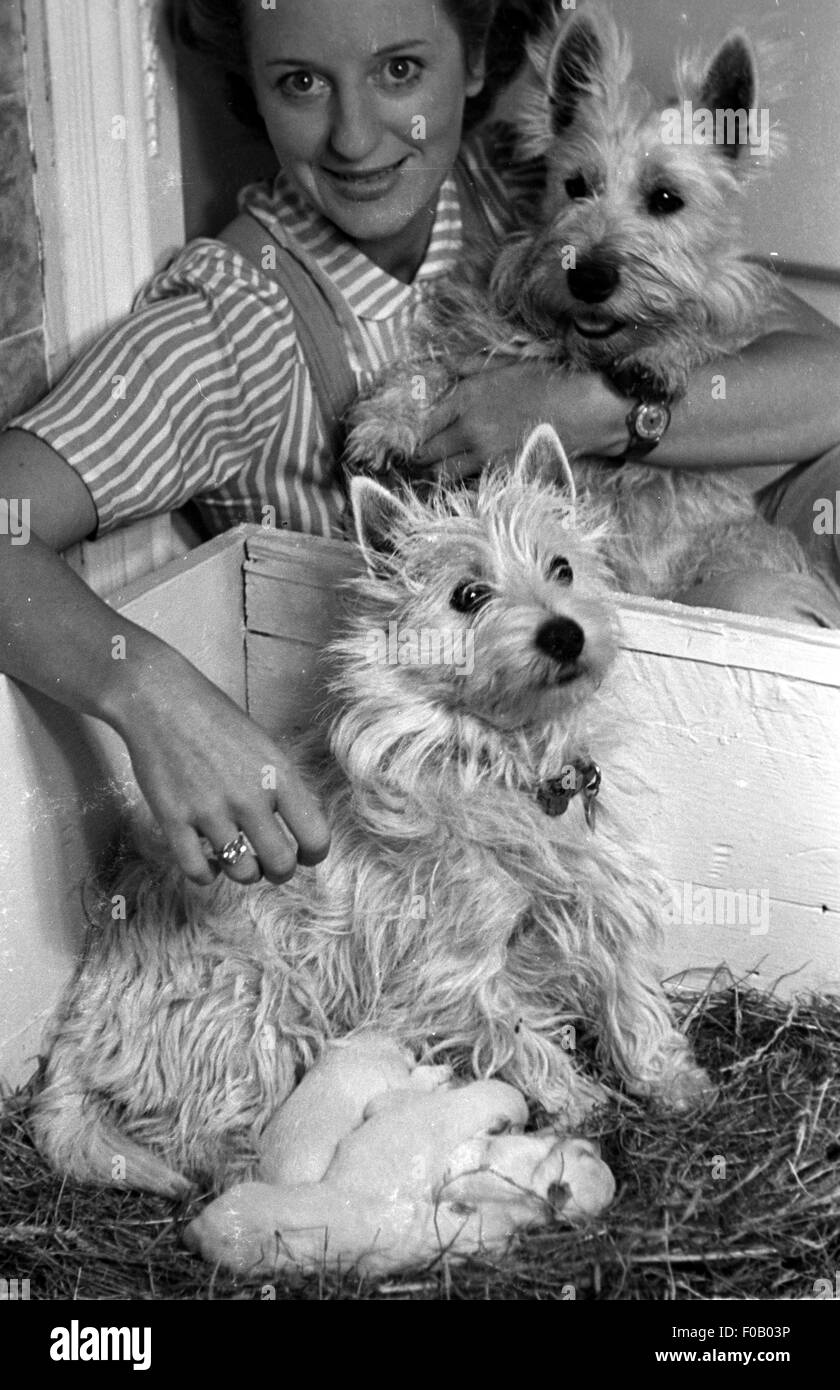 Porträt einer Frau mit ihren Hunden Stockfoto