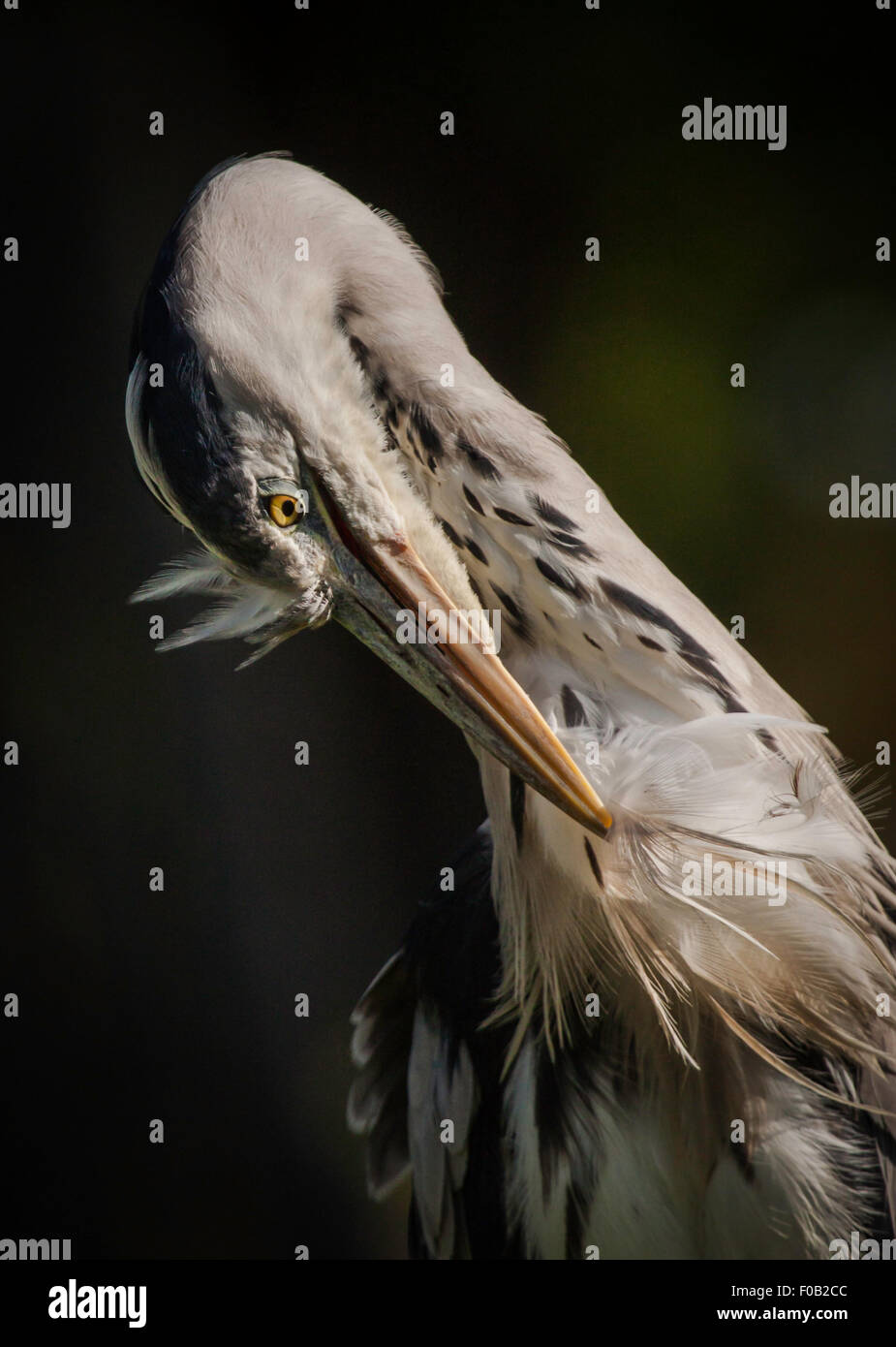 Ein einsamer Graureiher Pflege selbst Stockfoto