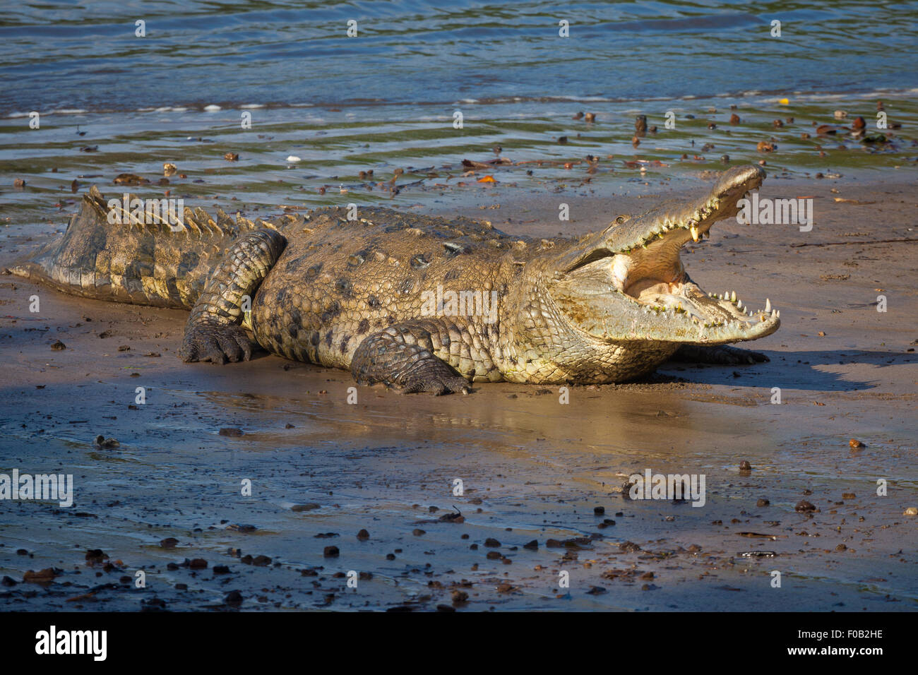 Wildtiere aus Panama mit einem amerikanischen Krokodil, Crocodylus acutus, im Coiba Island National Park, Provinz Veraguas, Pazifikküste, Republik Panama. Stockfoto