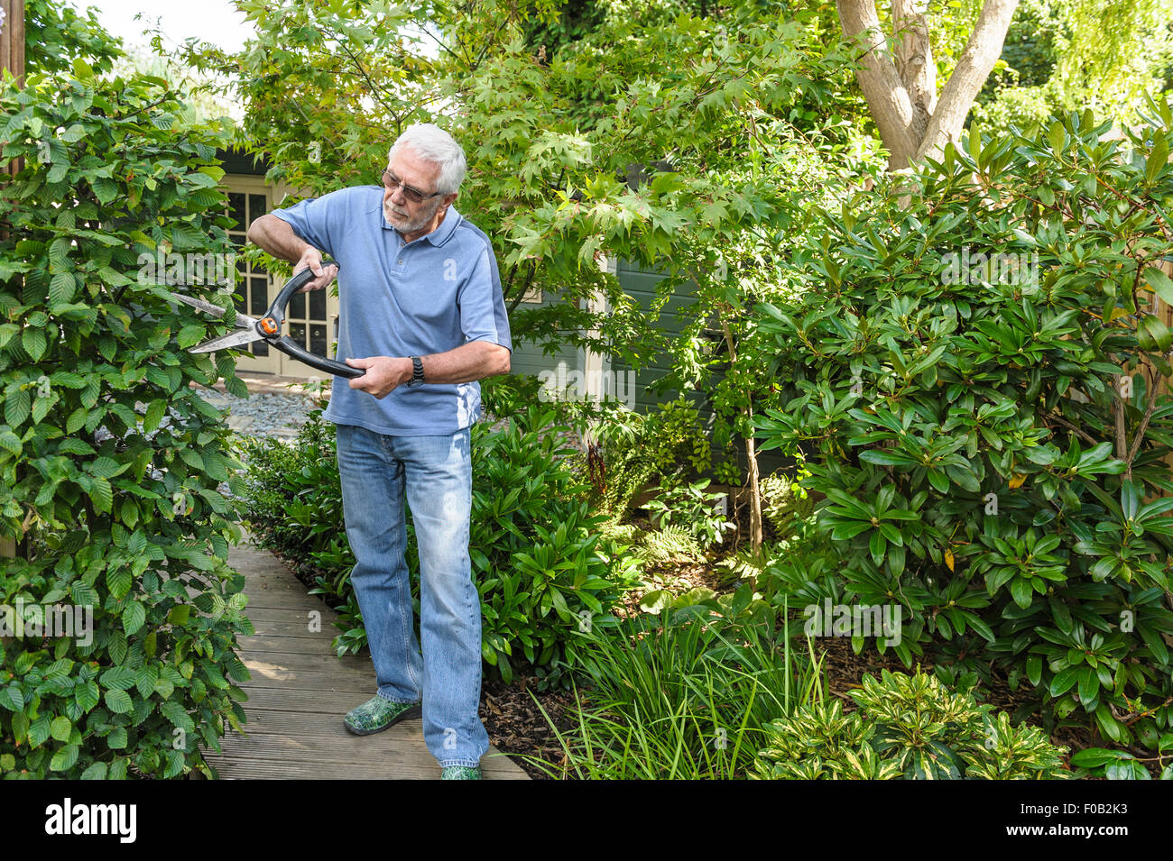 Senior woman schneiden mit der Schere Hecke. Stockfoto