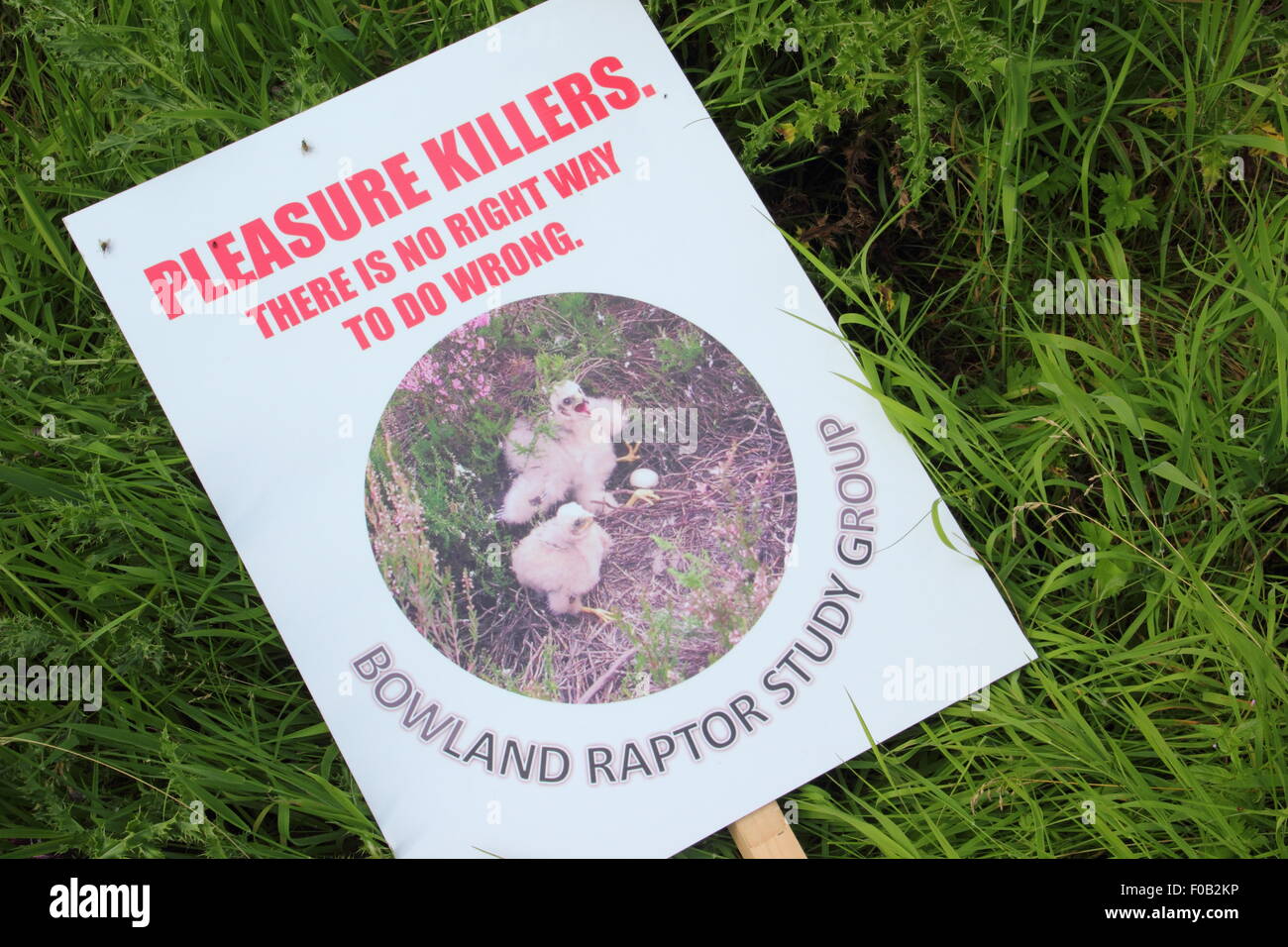 Demonstranten Kampagne gegen die illegale Verfolgung von Kornweihen am Kornweihe, Goyt Valley Derbyshire England UK Stockfoto