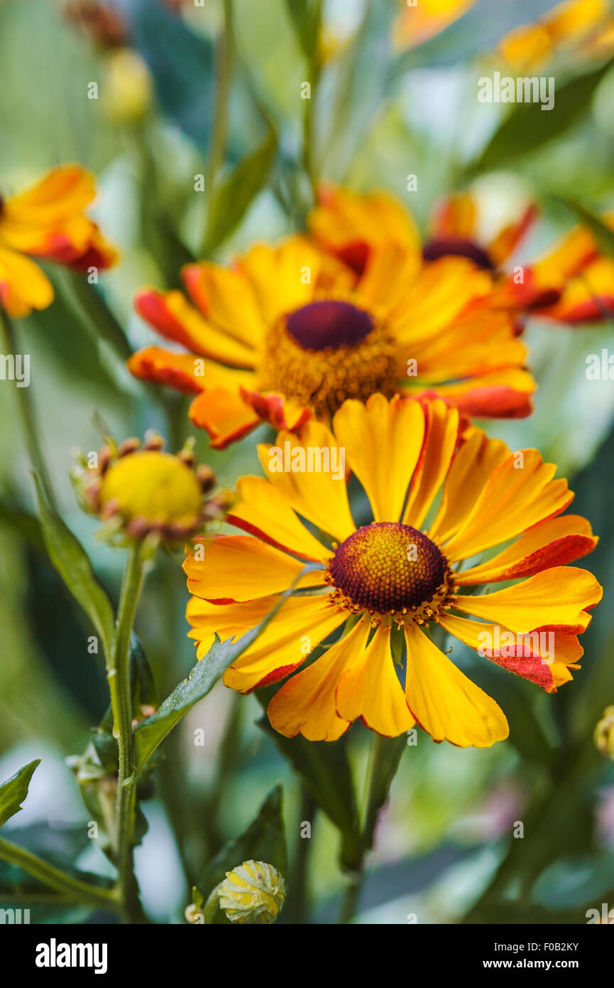 Helenium Rauchtopas asteraceae Stockfoto