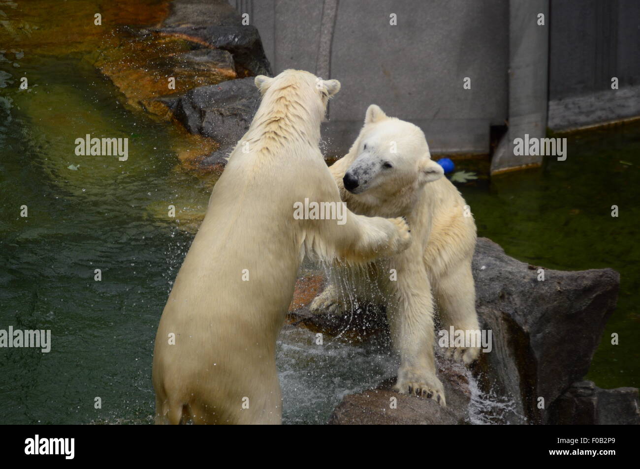 Eisbären spielen, Tiergarten Schönbrunn Stockfoto