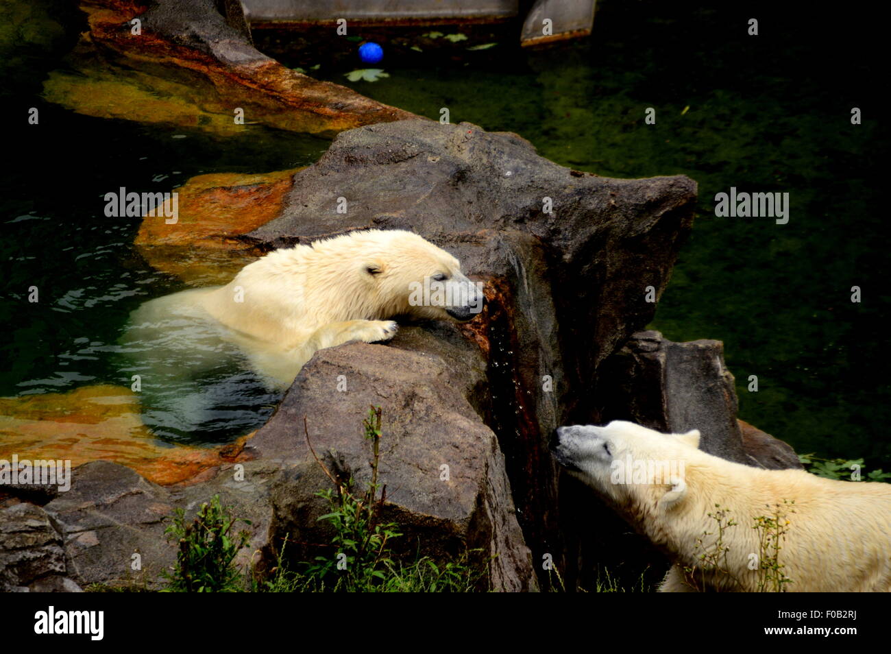Eisbären spielen im Tiergarten Schönbrunn. Stockfoto