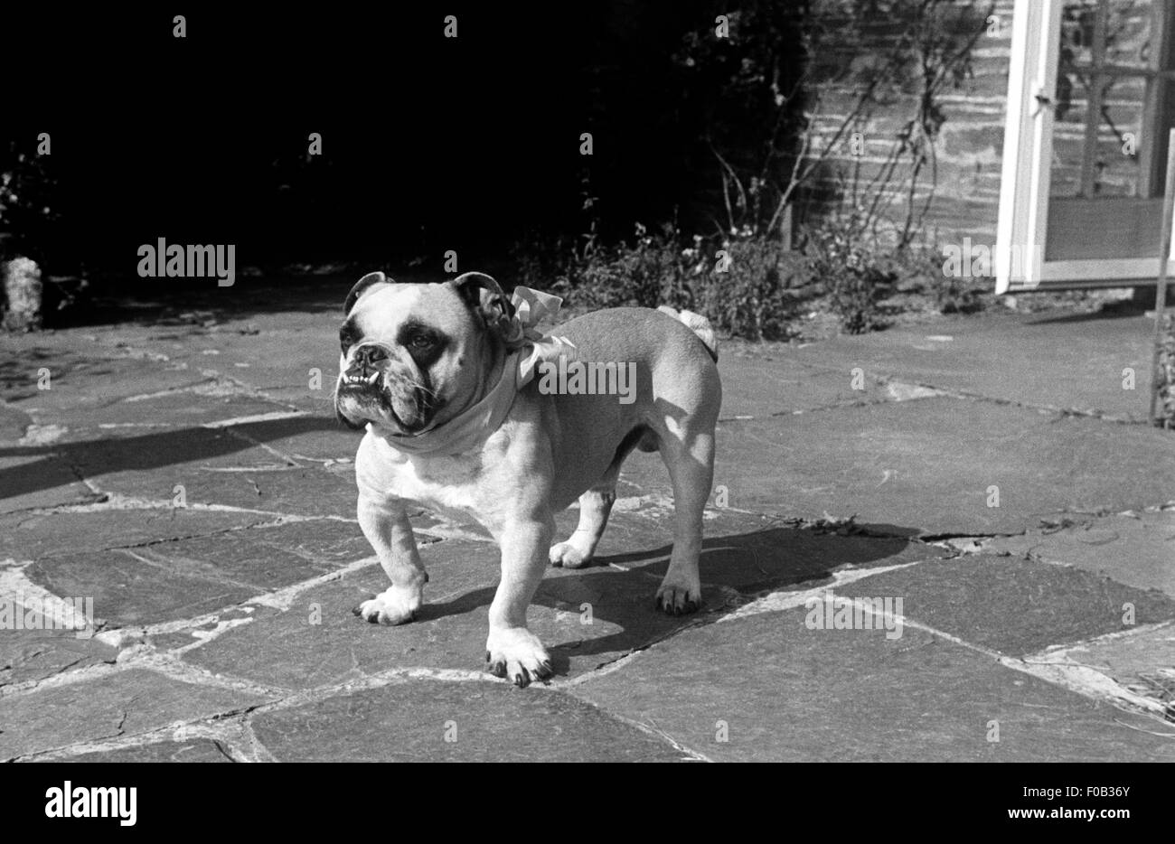 Eine Bulldogge stehend auf der Terrasse eines Hauses Stockfoto