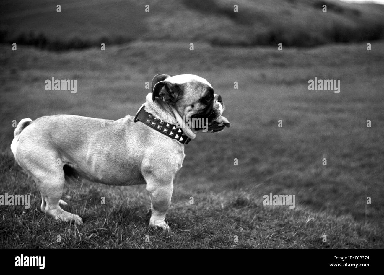 Eine Bulldogge stehend auf einige Rasen. Stockfoto