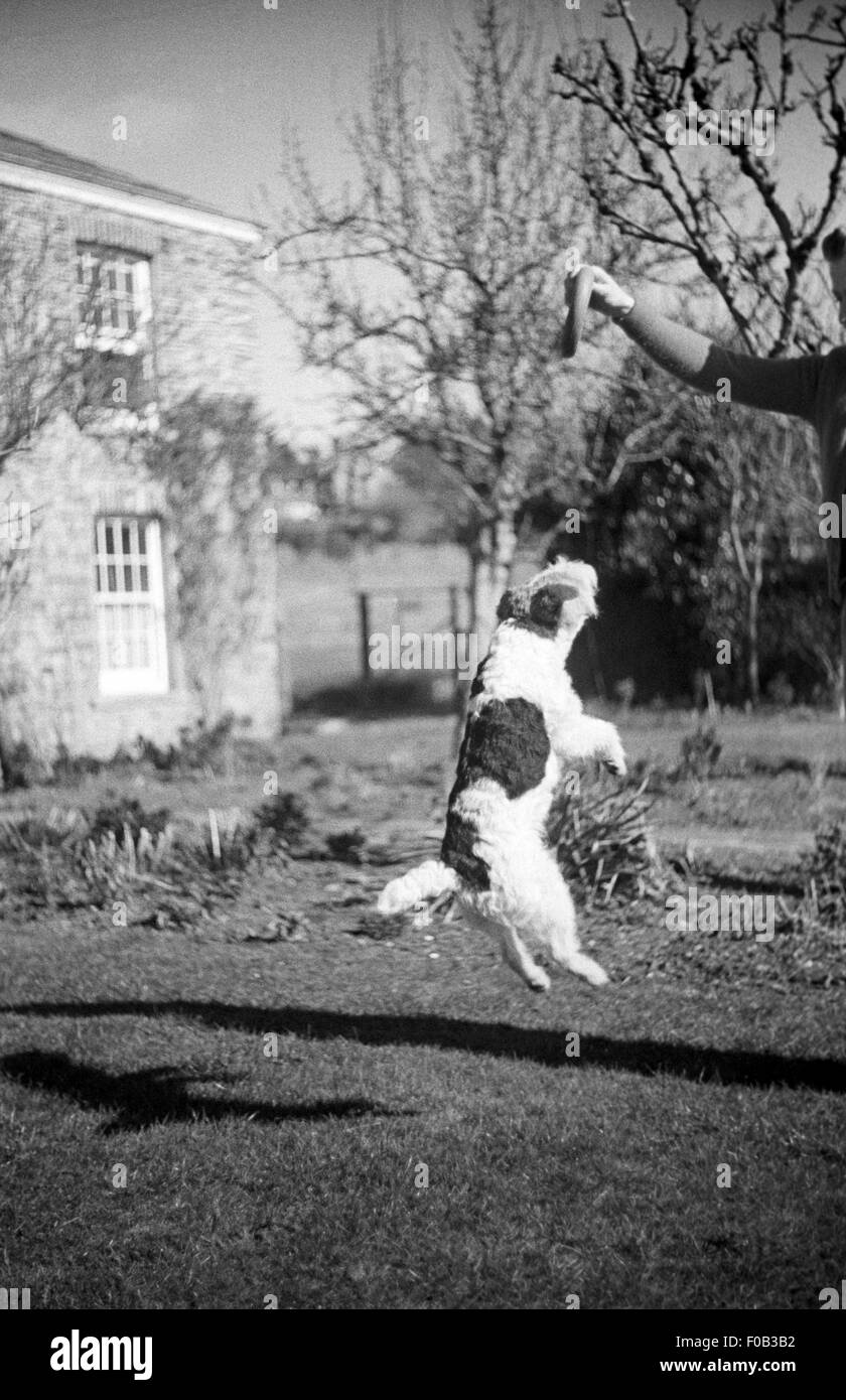 Fox Terrier Hund springt in die Luft, ein Quoit greifen. Stockfoto