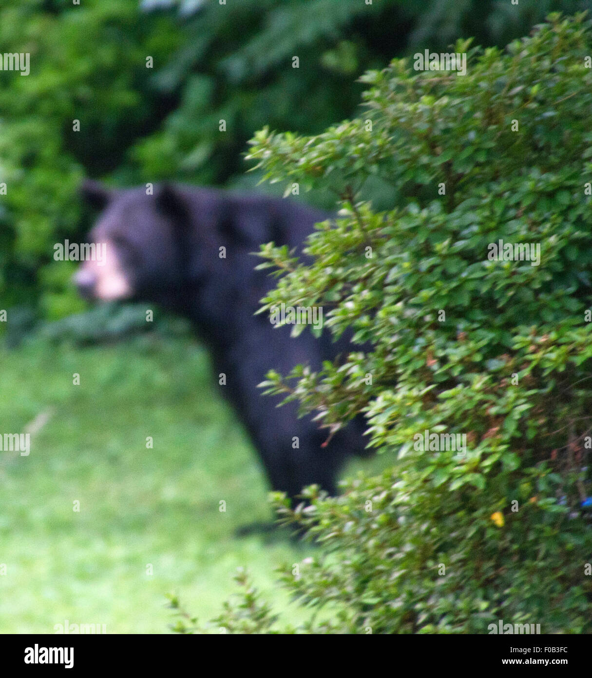 Versteckte Gefahr in Form von einem großen schwarzen Bären lauern hinter einem Gebüsch im Sommer Stockfoto