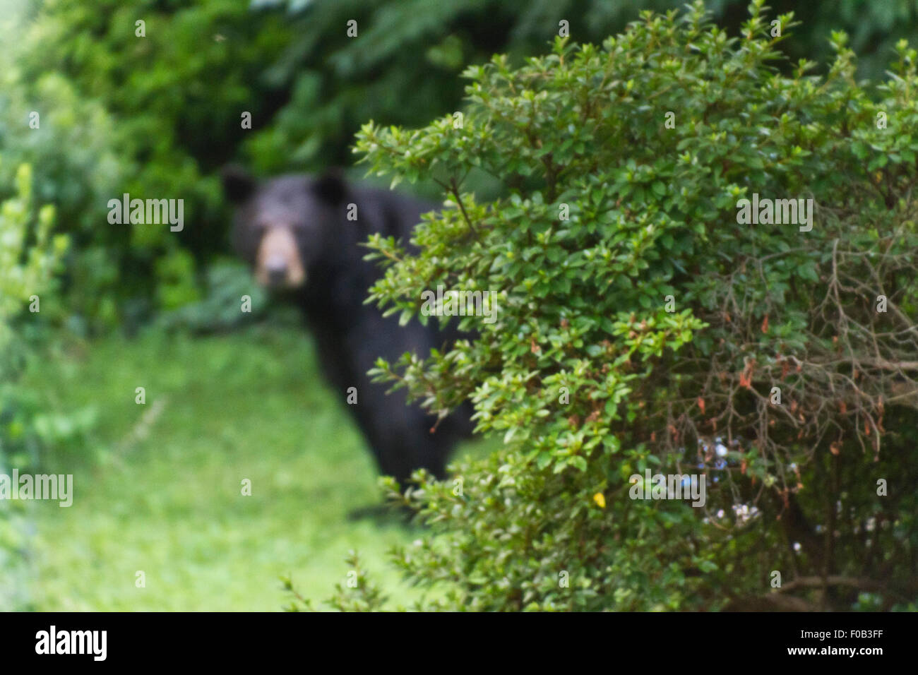 Schwer zu sehen (oder vorhersehen) Gefahr lauert hinter einigen Büschen Sommer in Form von einem großen schwarzen Bären Stockfoto