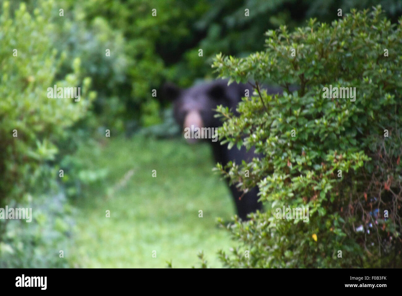 Schwer zu sehen (oder vorhersehen) Gefahr lauert hinter einigen Büschen Sommer in Form von einem großen schwarzen Bären Stockfoto