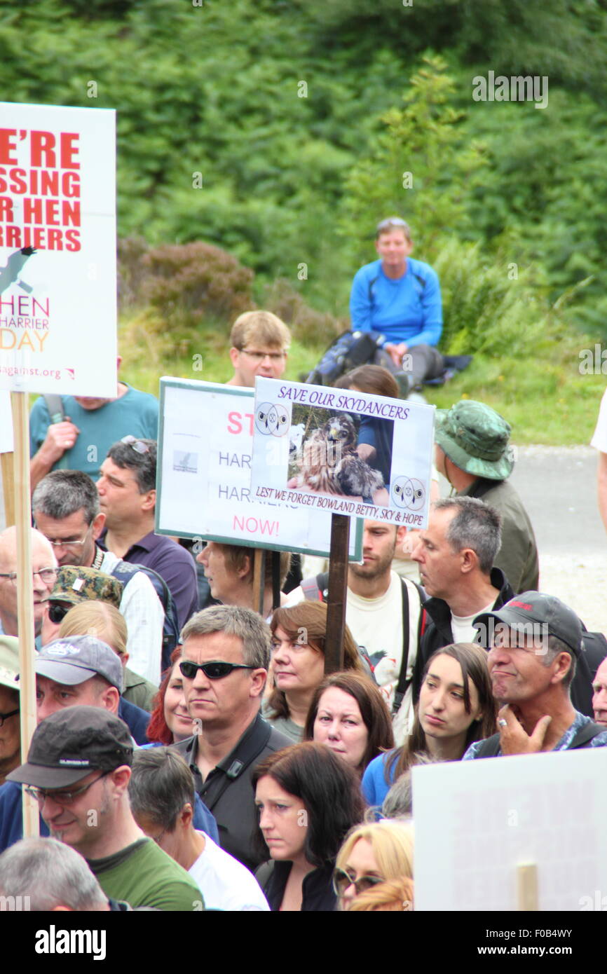 Demonstranten Kampagne gegen die illegale Verfolgung von Kornweihen am Kornweihe, Goyt Valley Derbyshire England UK Stockfoto