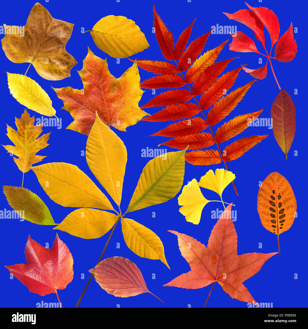 Herbstblaetter; Bunt; Leuchtend; Blatt; Blaetter; Stockfoto