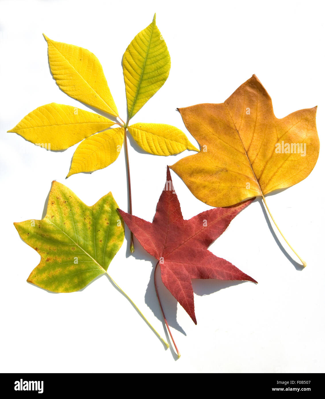 Bunte Herbstblaetter Stockfoto