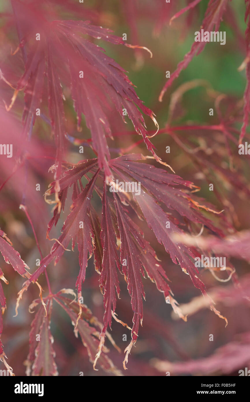 Trocknung Windschäden, glühend lässt auf rote japanische Ahorn - Acer Palmatum 'Red Pygmy', Nahaufnahme von braunen Spitzen Stockfoto