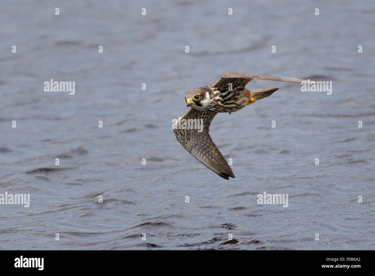 Eurasian Hobby Falke (Falco Subbuteo) im Flug niedrig über dem Wasser fliegen Stockfoto