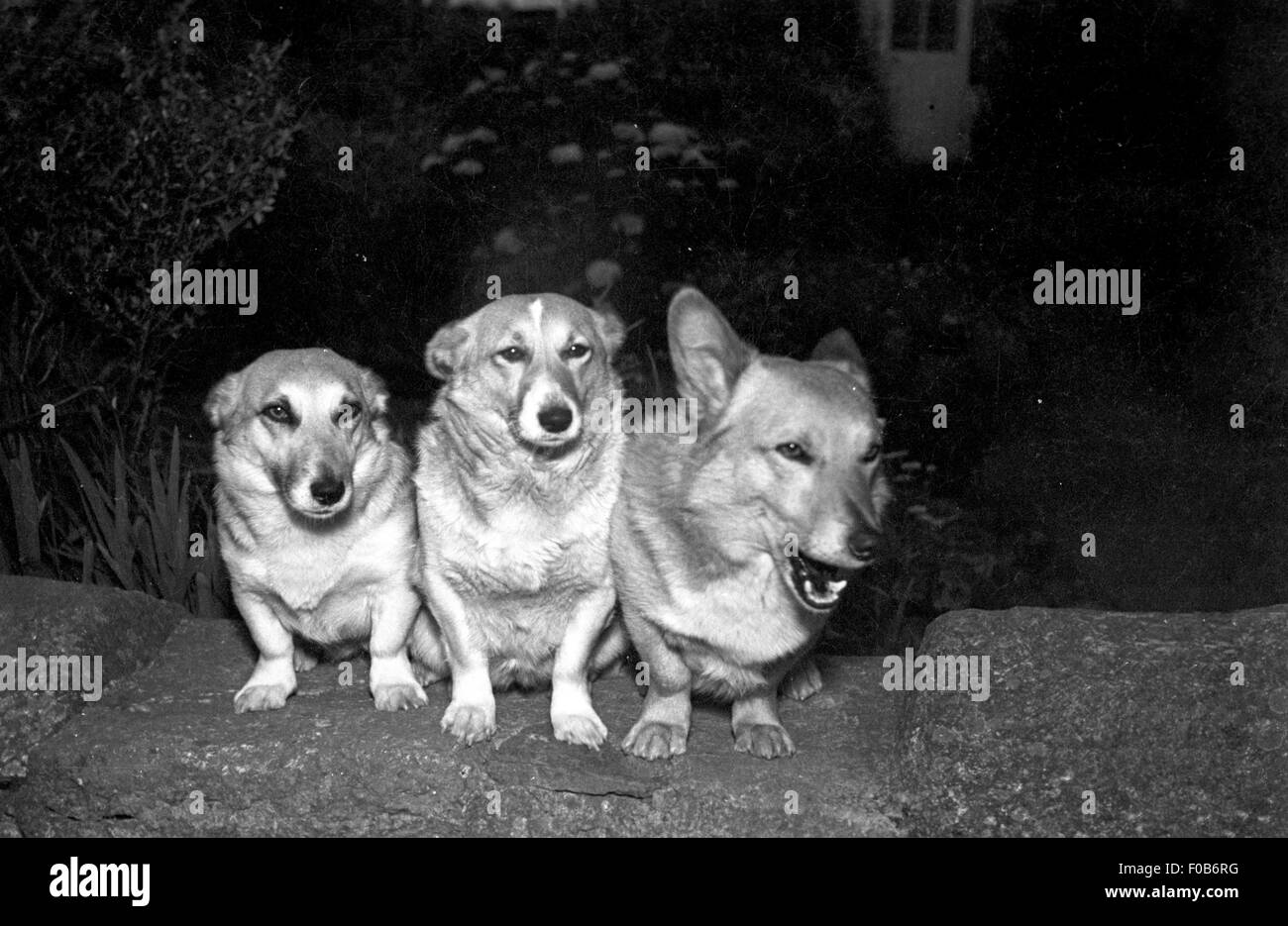 Drei Corgi Hunde stehen auf einer Gartenmauer. Stockfoto
