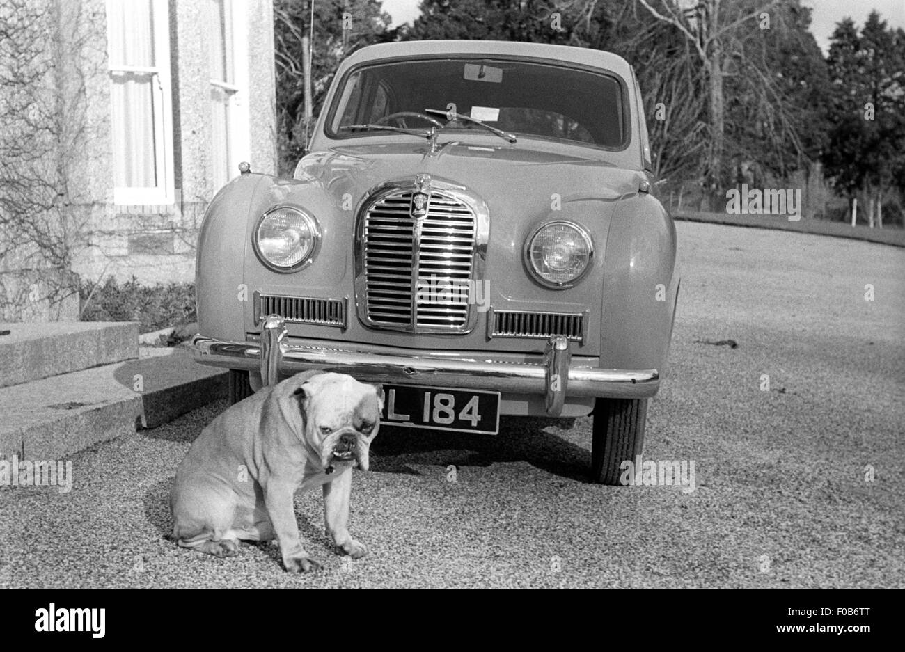 Eine Bulldogge sitzt vor einem Austin A35-Auto auf dem Laufwerk eines Privathauses. Stockfoto