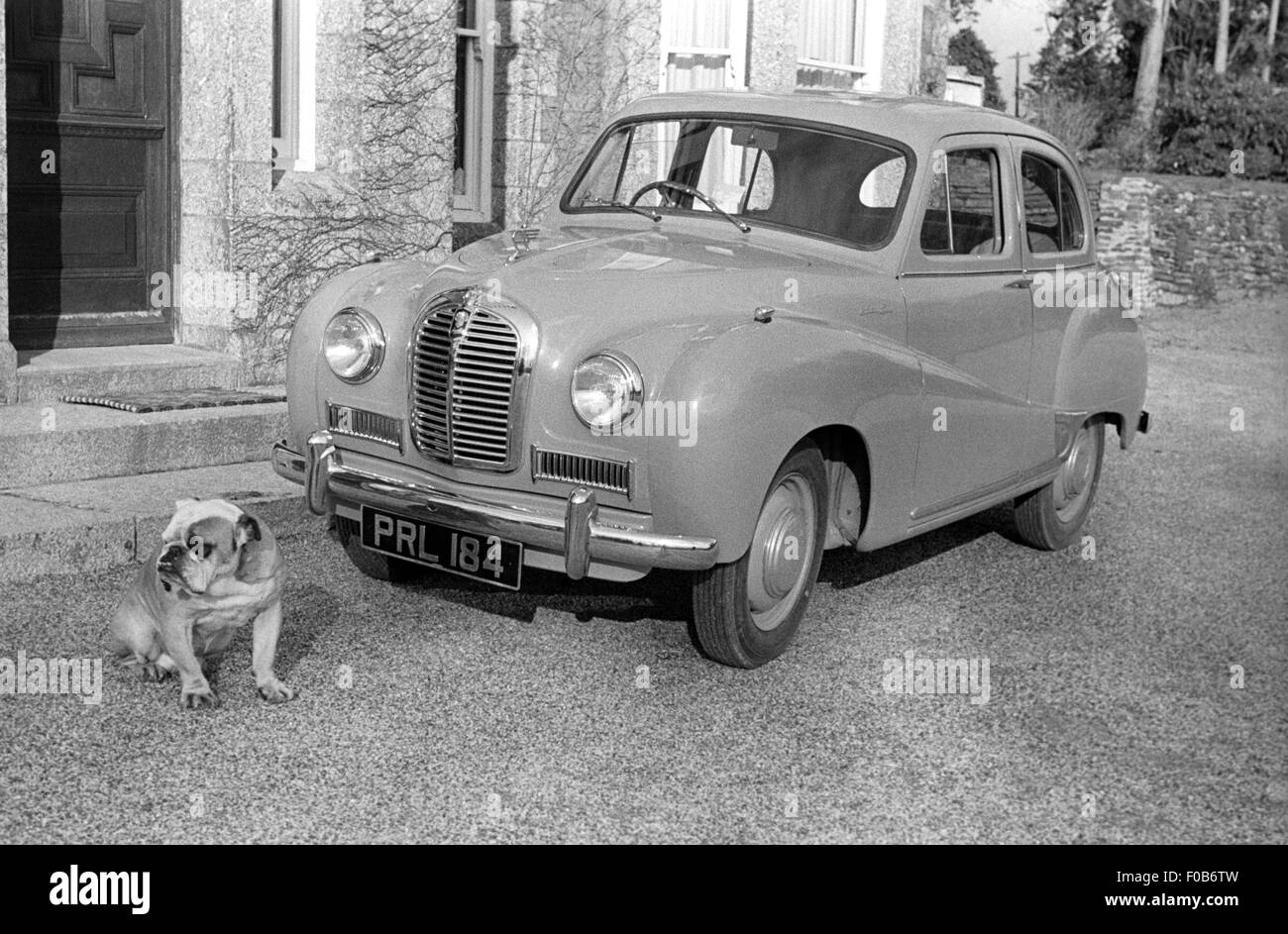 Eine Bulldogge sitzt vor einem Austin A35-Auto auf dem Laufwerk eines Privathauses. Stockfoto