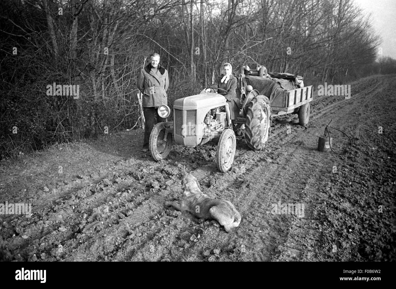 Ein Bauer mit seiner Frau sitzt auf einem Traktor in einem Feld. Ihr Labrador Hund steht im Vordergrund. Stockfoto