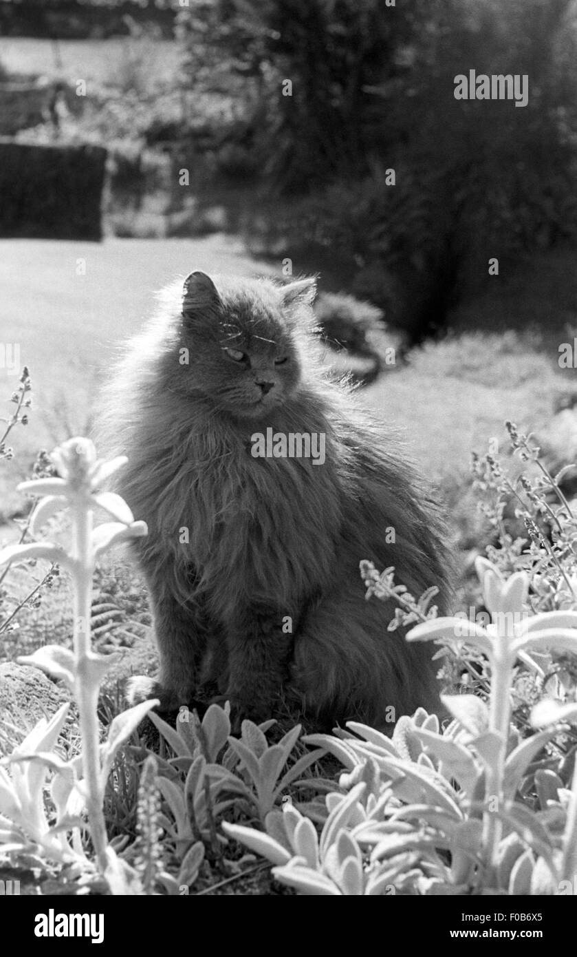 Eine große Katze sitzt in einem Garten. Stockfoto