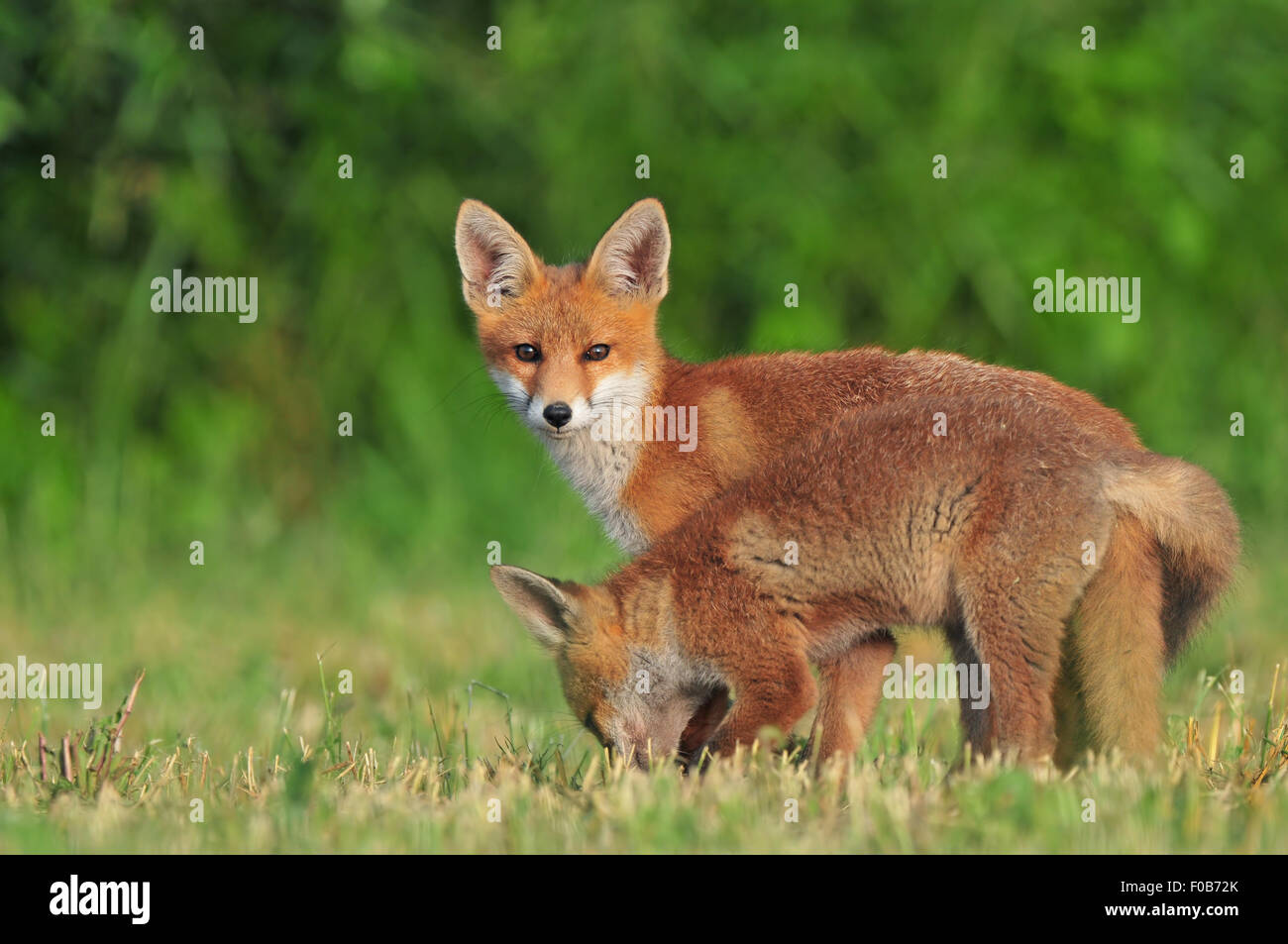 Zwei wilde rote Füchse in einem Feld Stockfoto