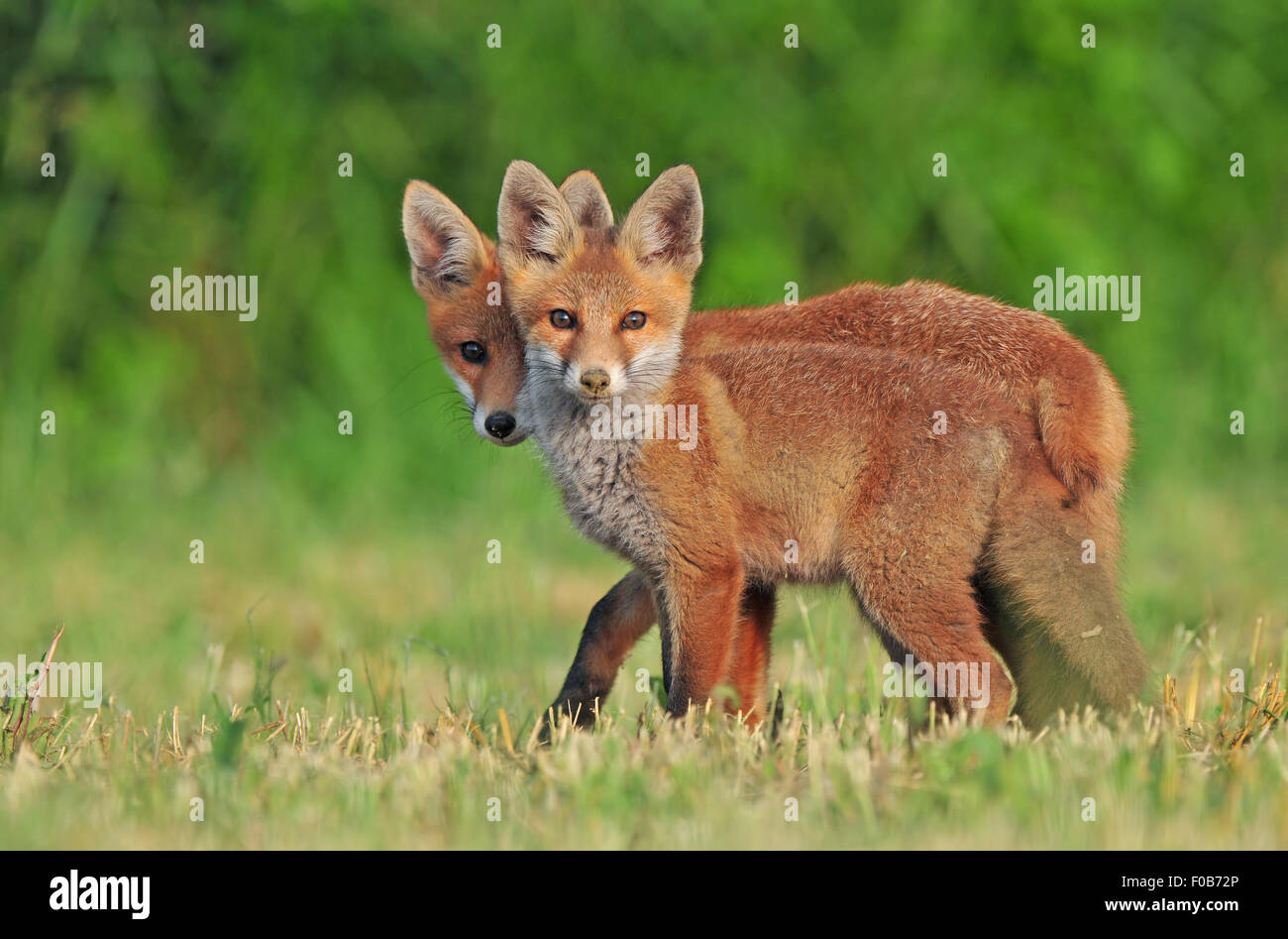 Zwei wilde rote Füchse in einem Feld Stockfoto