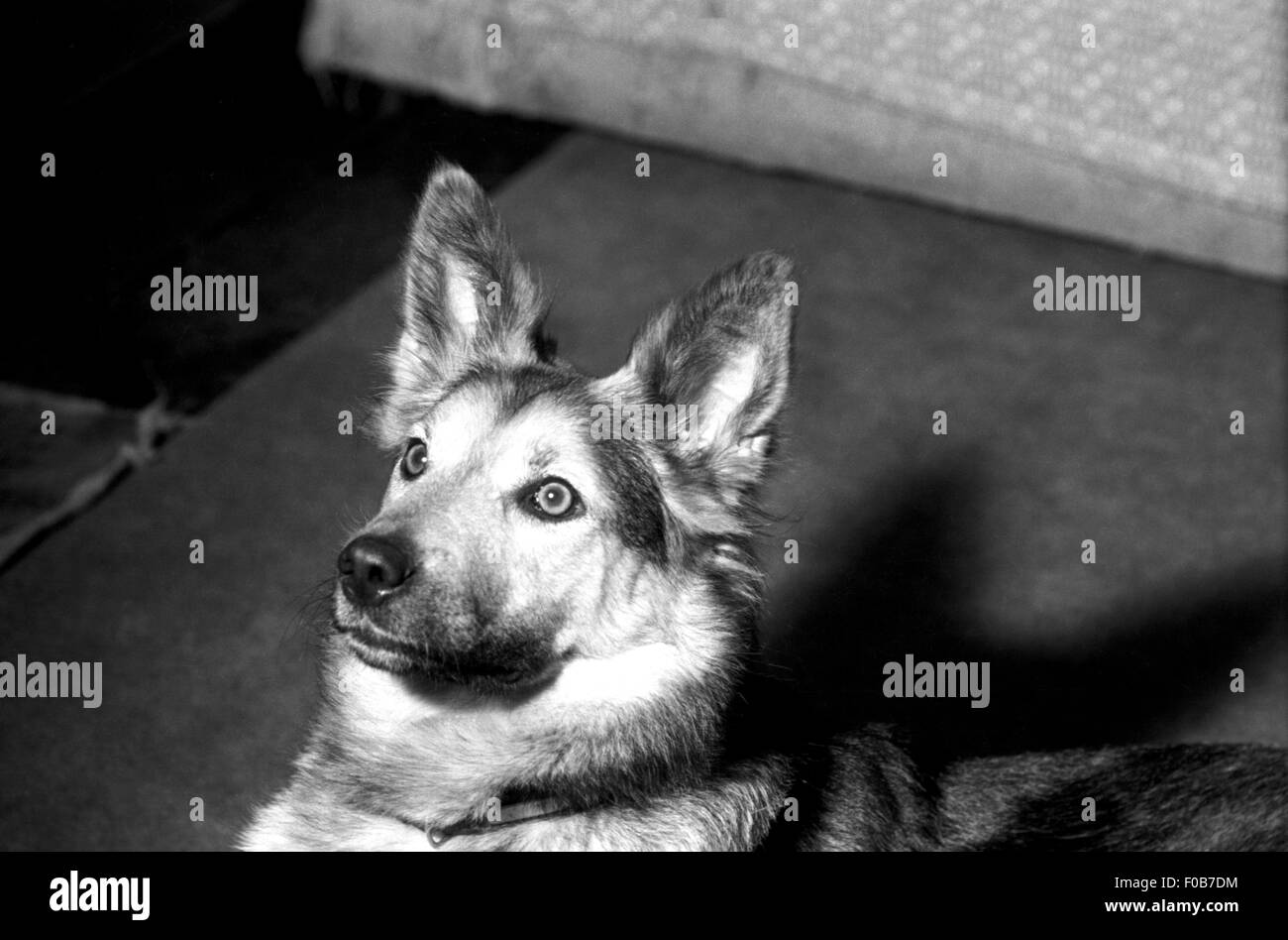 Ein Deutscher Schäferhund suchen sehr wachsam Stockfoto