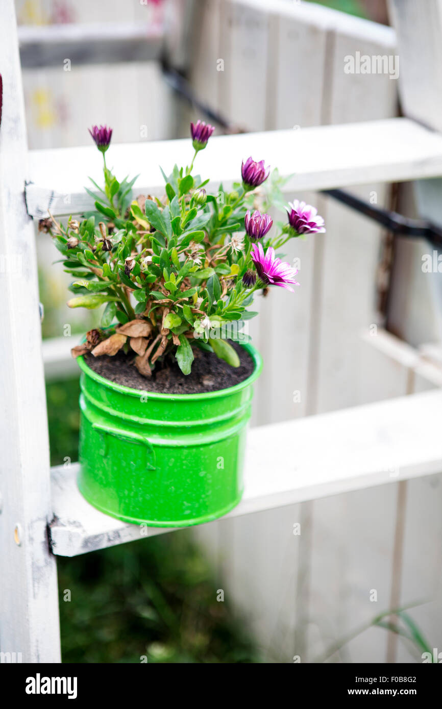 Blumen in einem grünen Topf auf Holzleiter im Garten Stockfoto